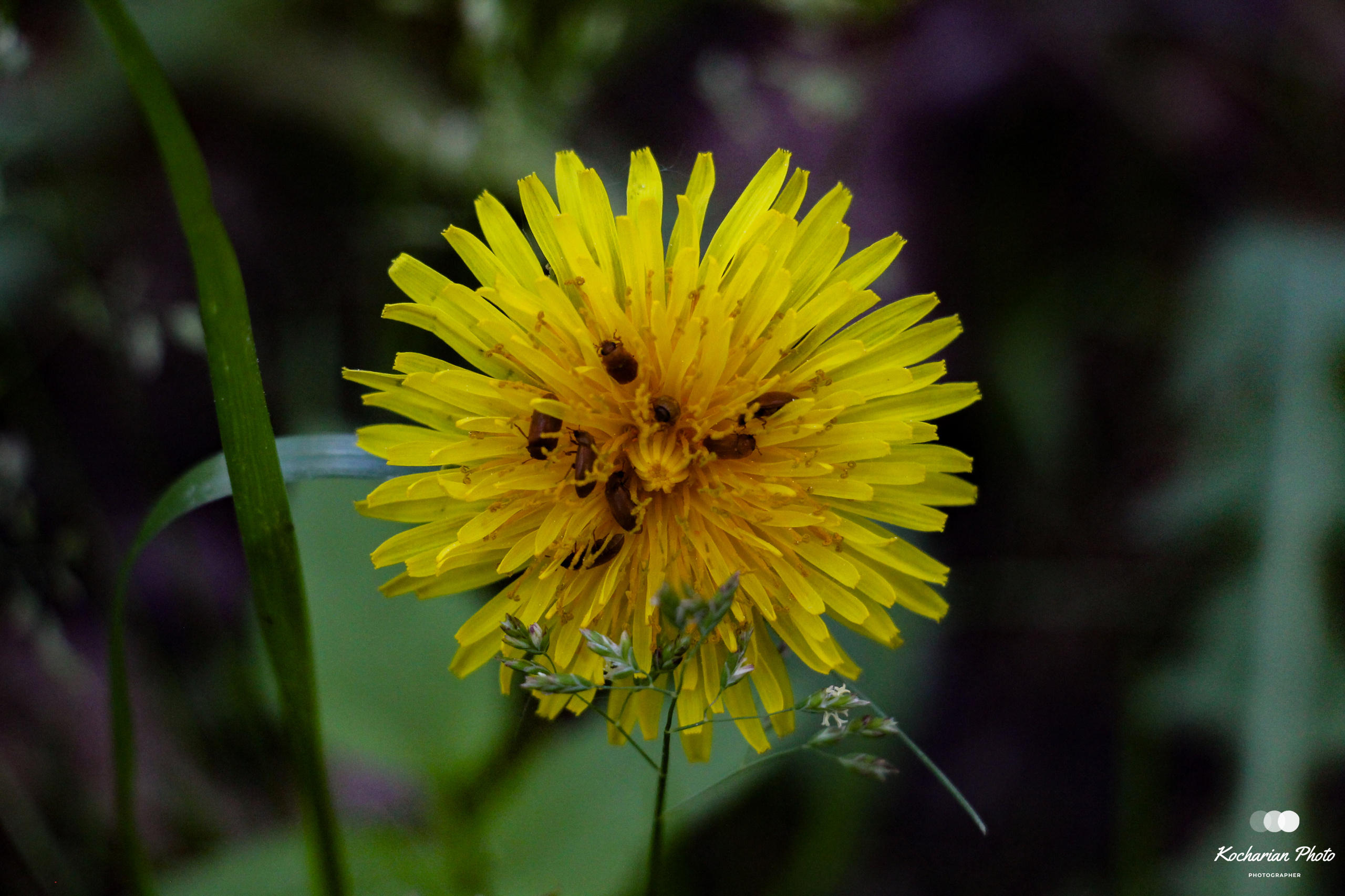 Макросъемка. Photographer K.A.D