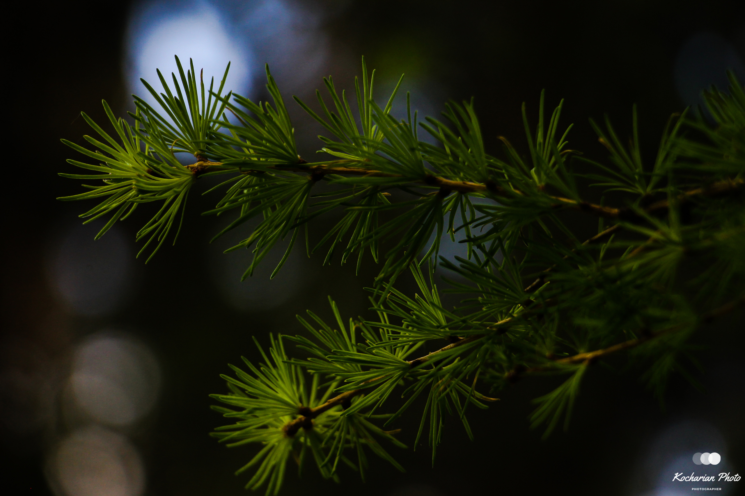 Макросъемка. Photographer K.A.D