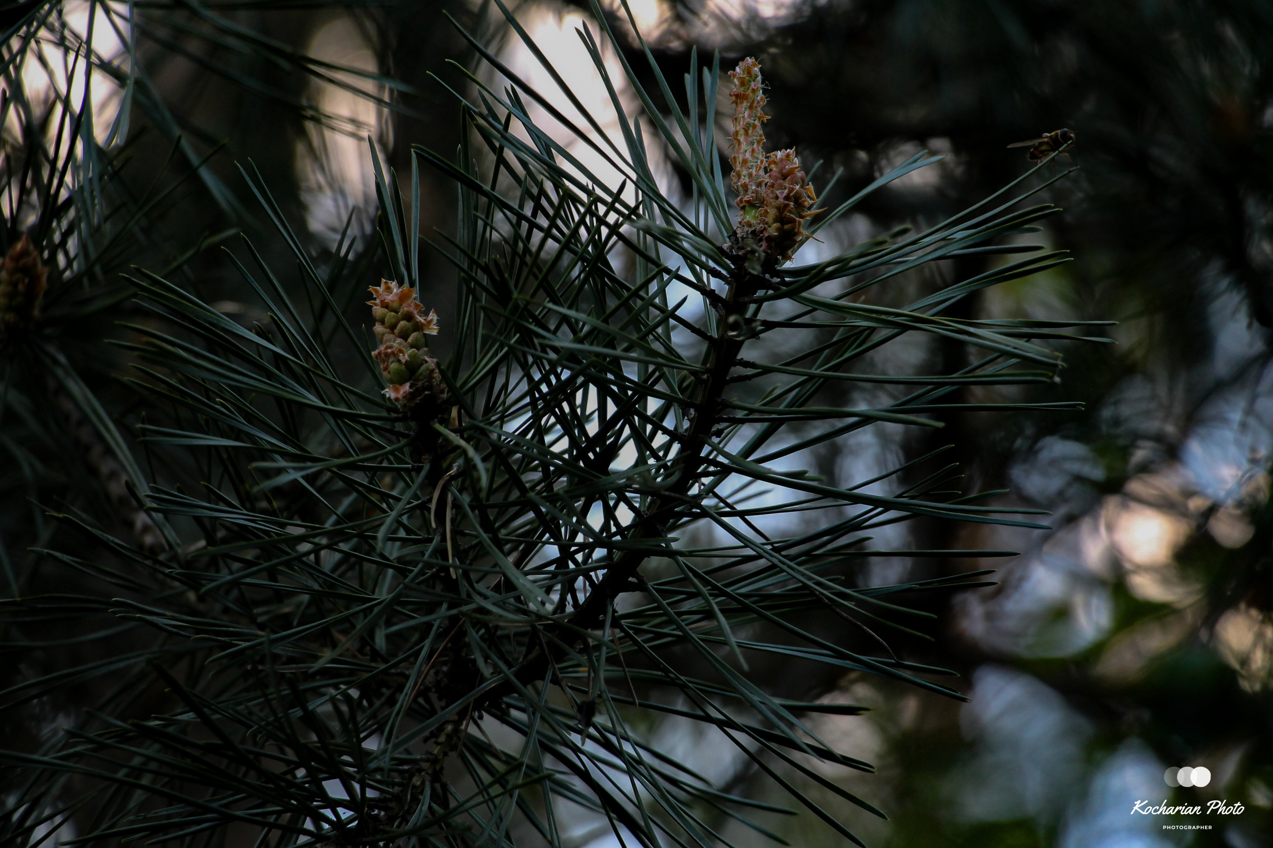 Макросъемка. Photographer K.A.D