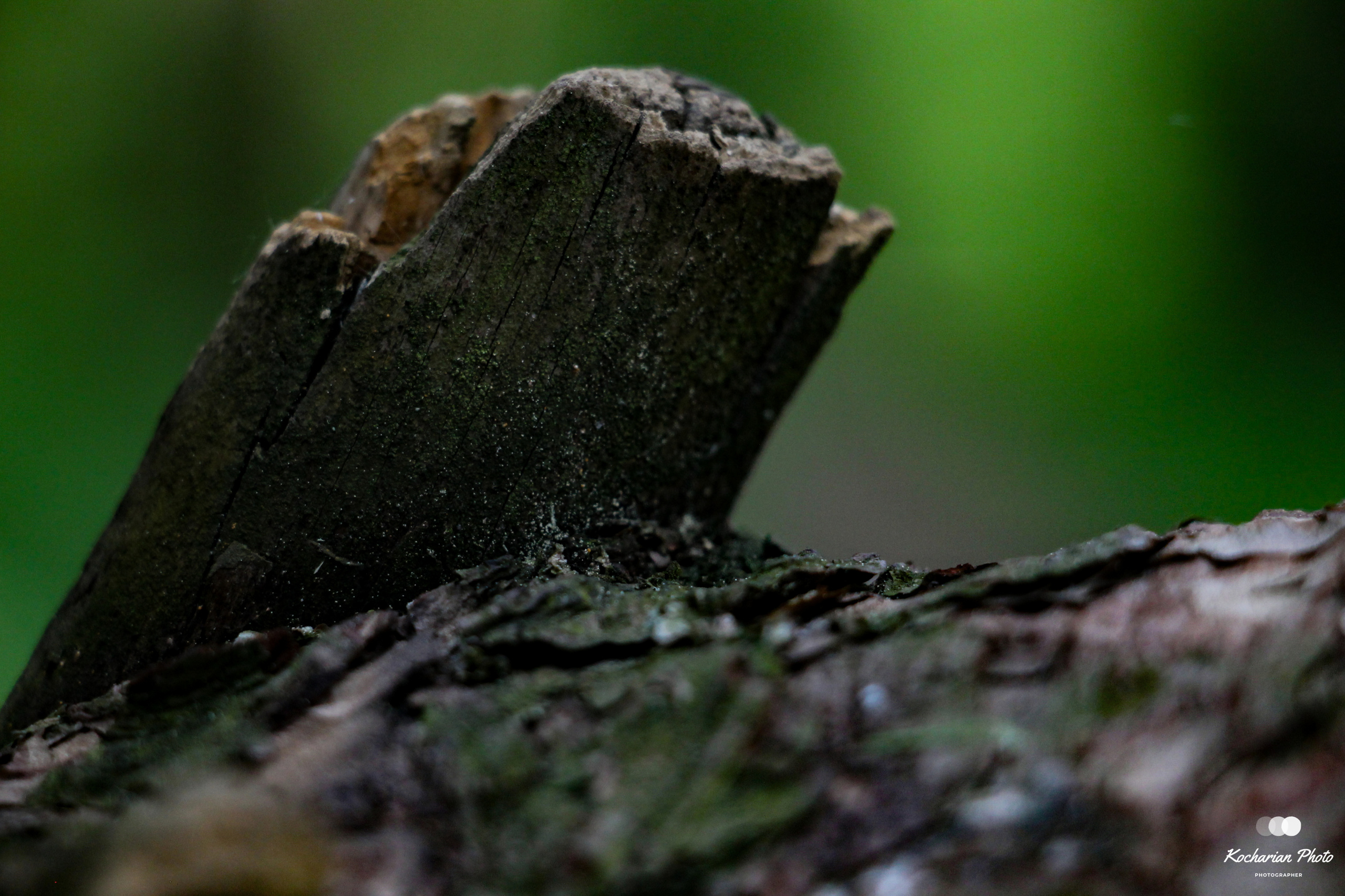 Макросъемка. Photographer K.A.D