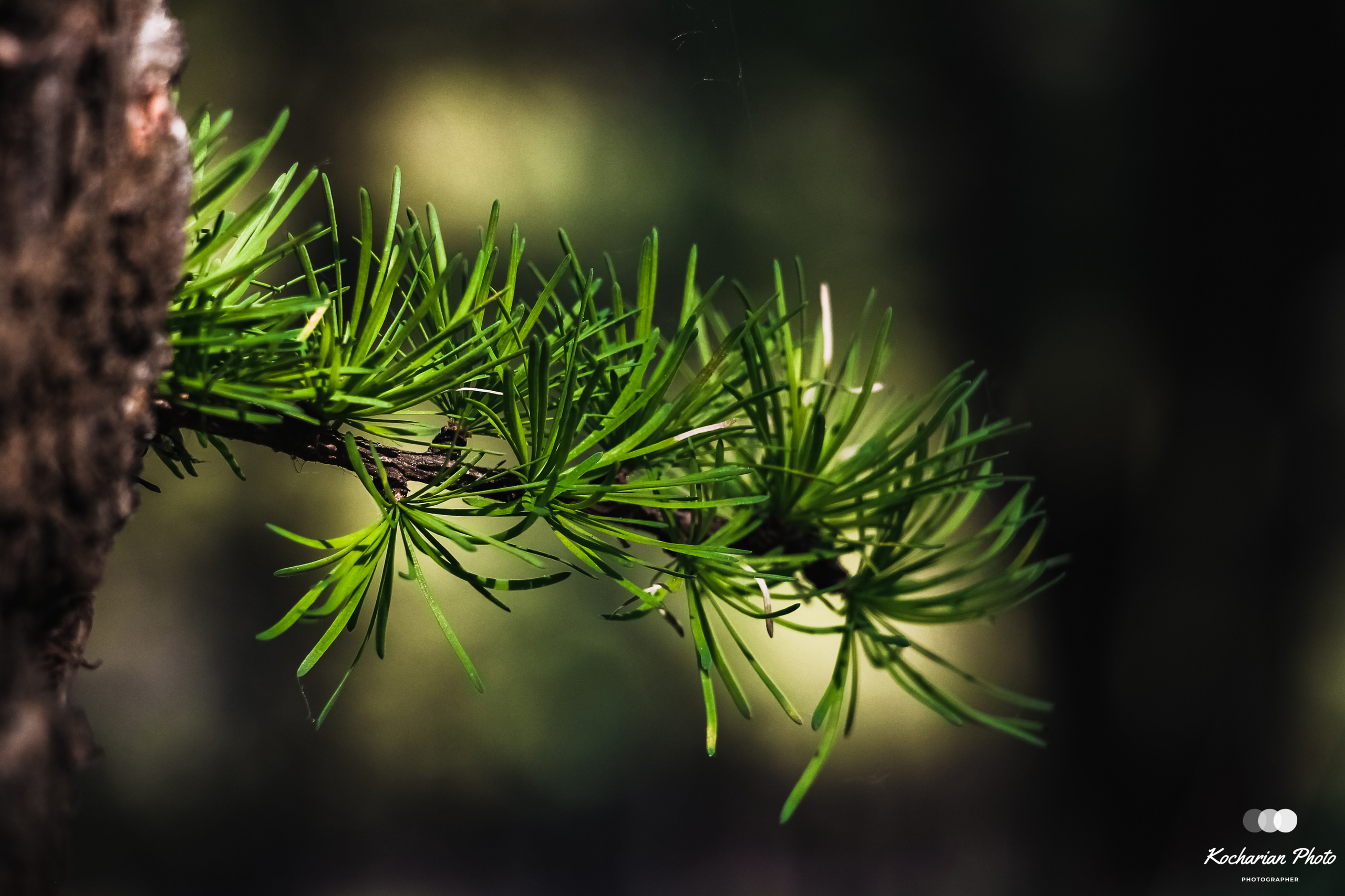 Макросъемка. Photographer K.A.D