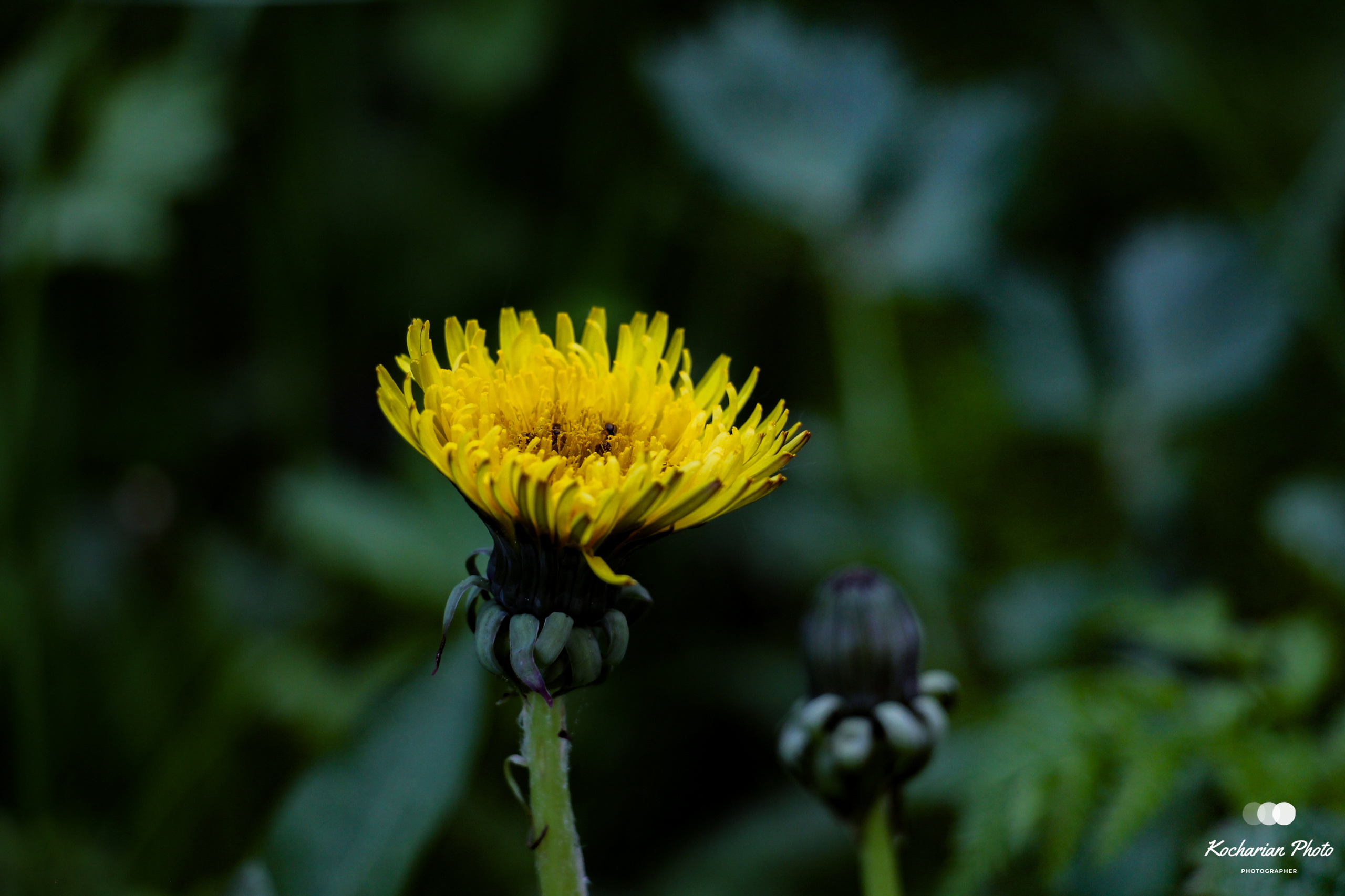 Макросъемка. Photographer K.A.D