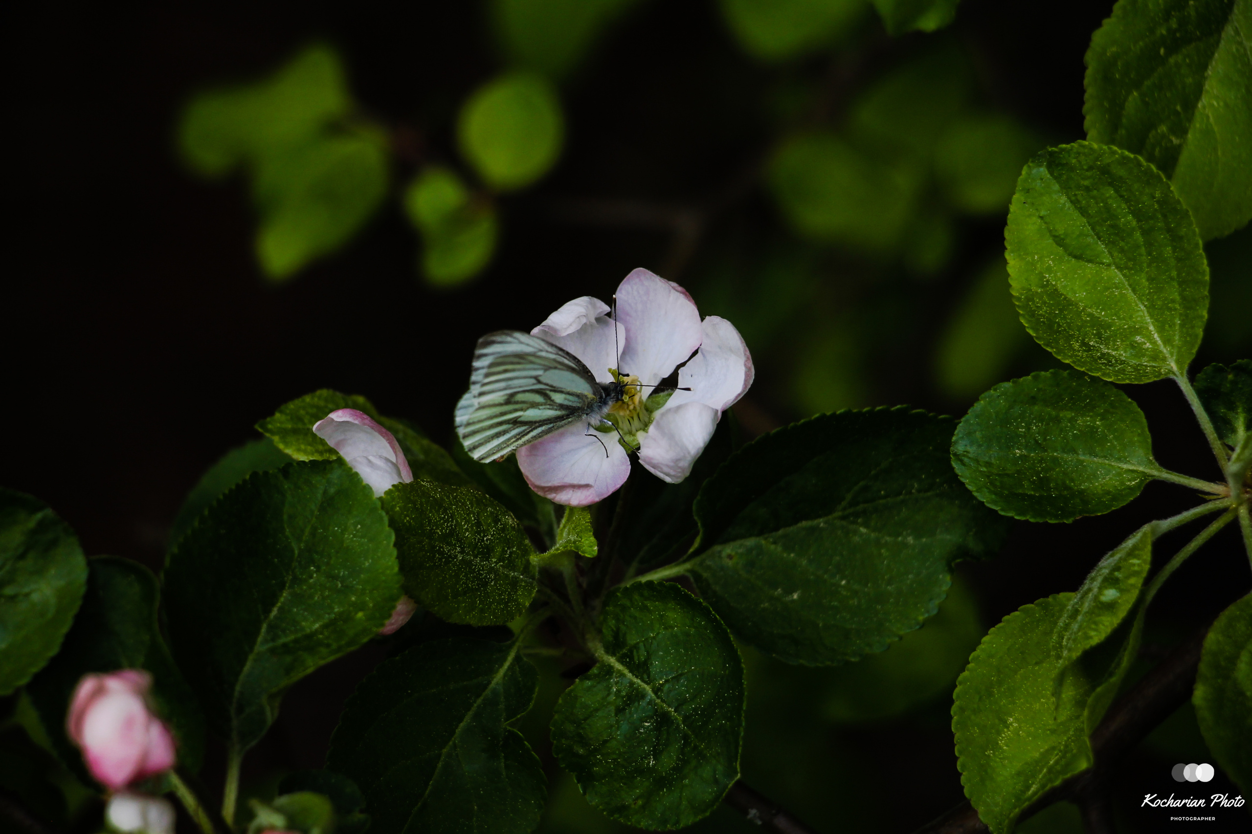Макросъемка. Photographer K.A.D