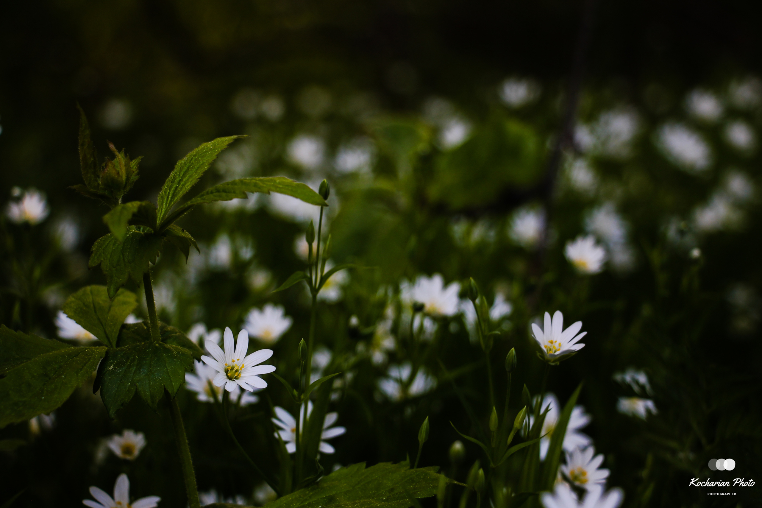 Макросъемка. Photographer K.A.D