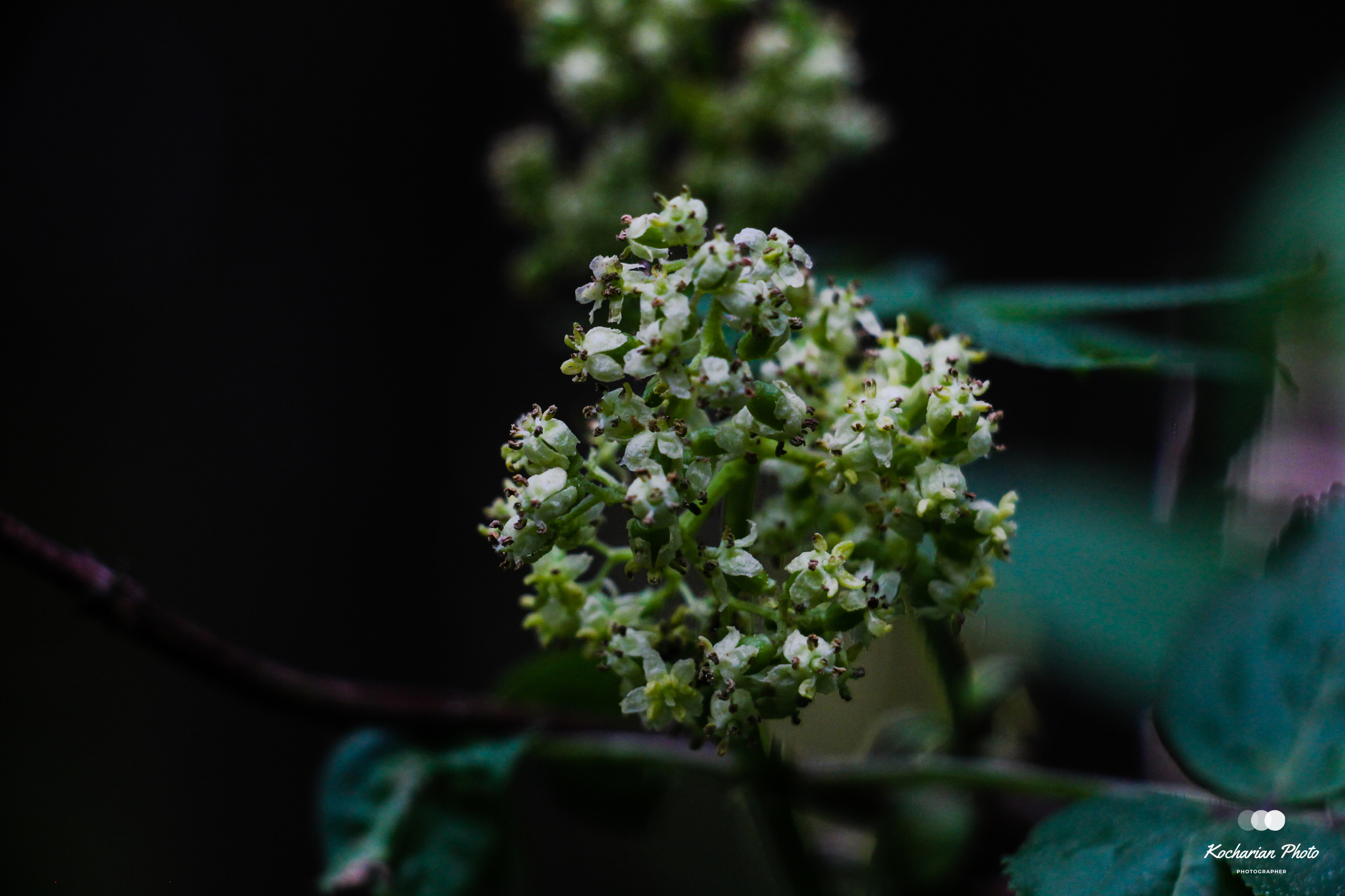 Макросъемка. Photographer K.A.D