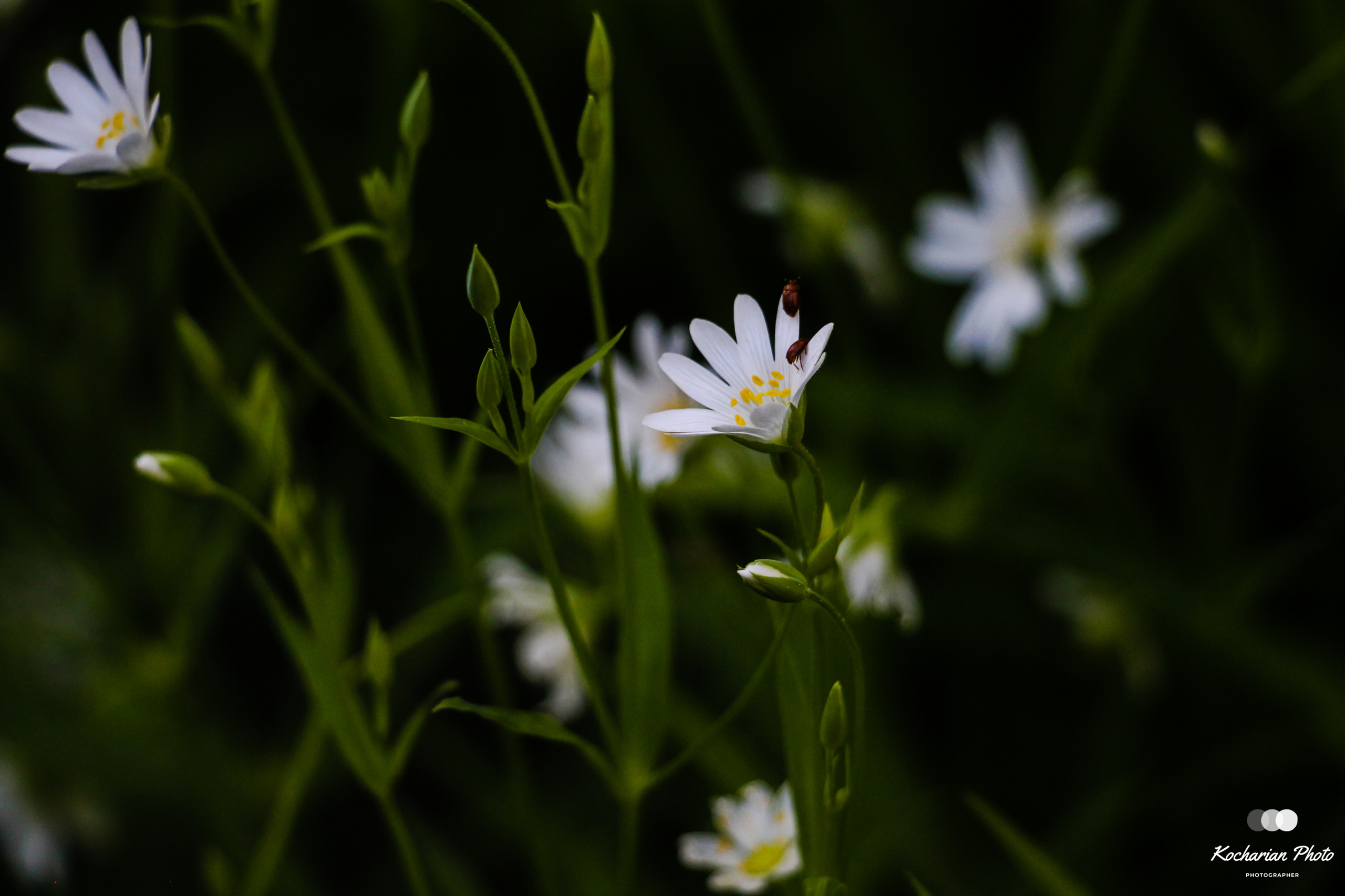 Макросъемка. Photographer K.A.D