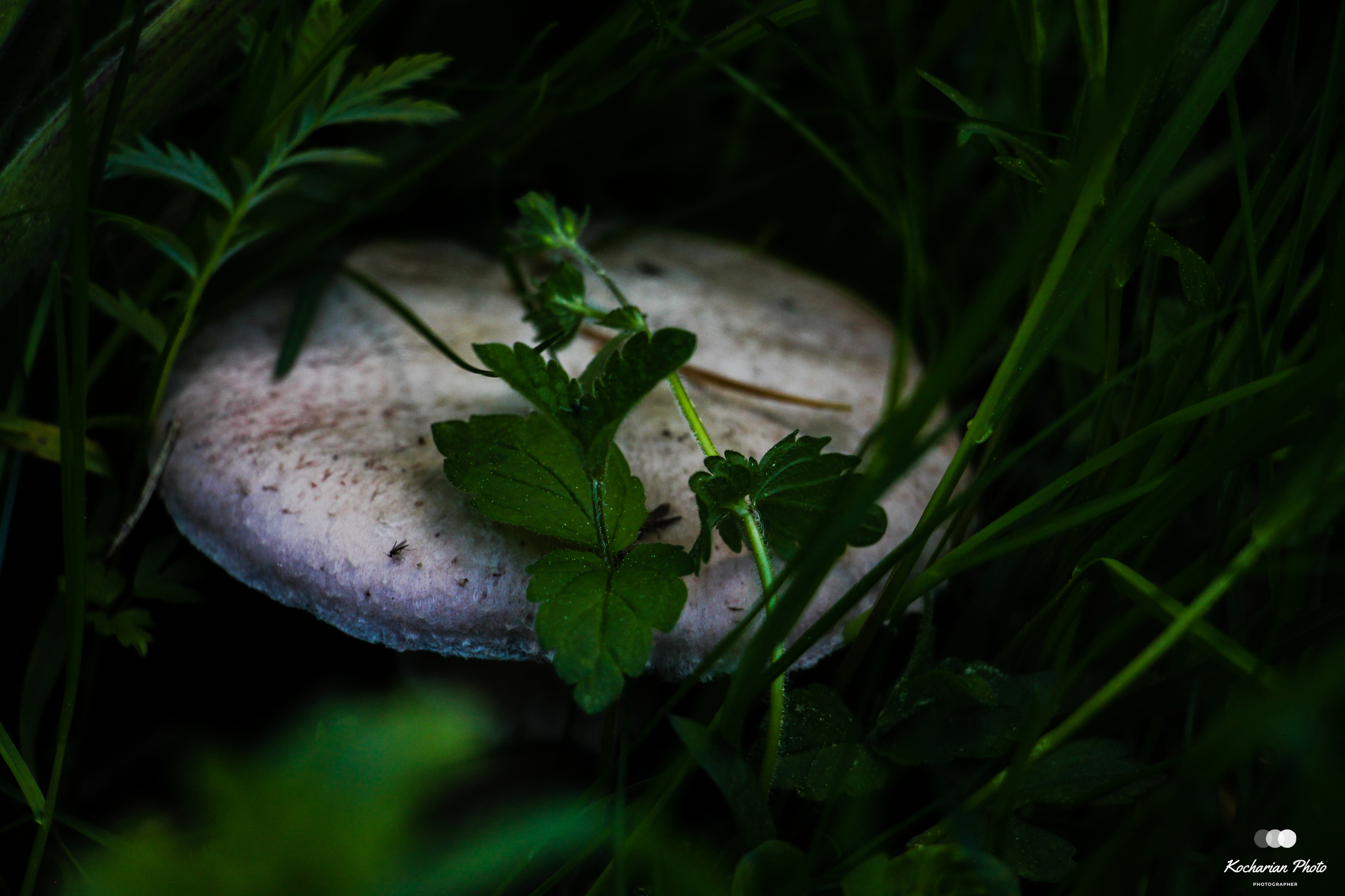 Макросъемка. Photographer K.A.D