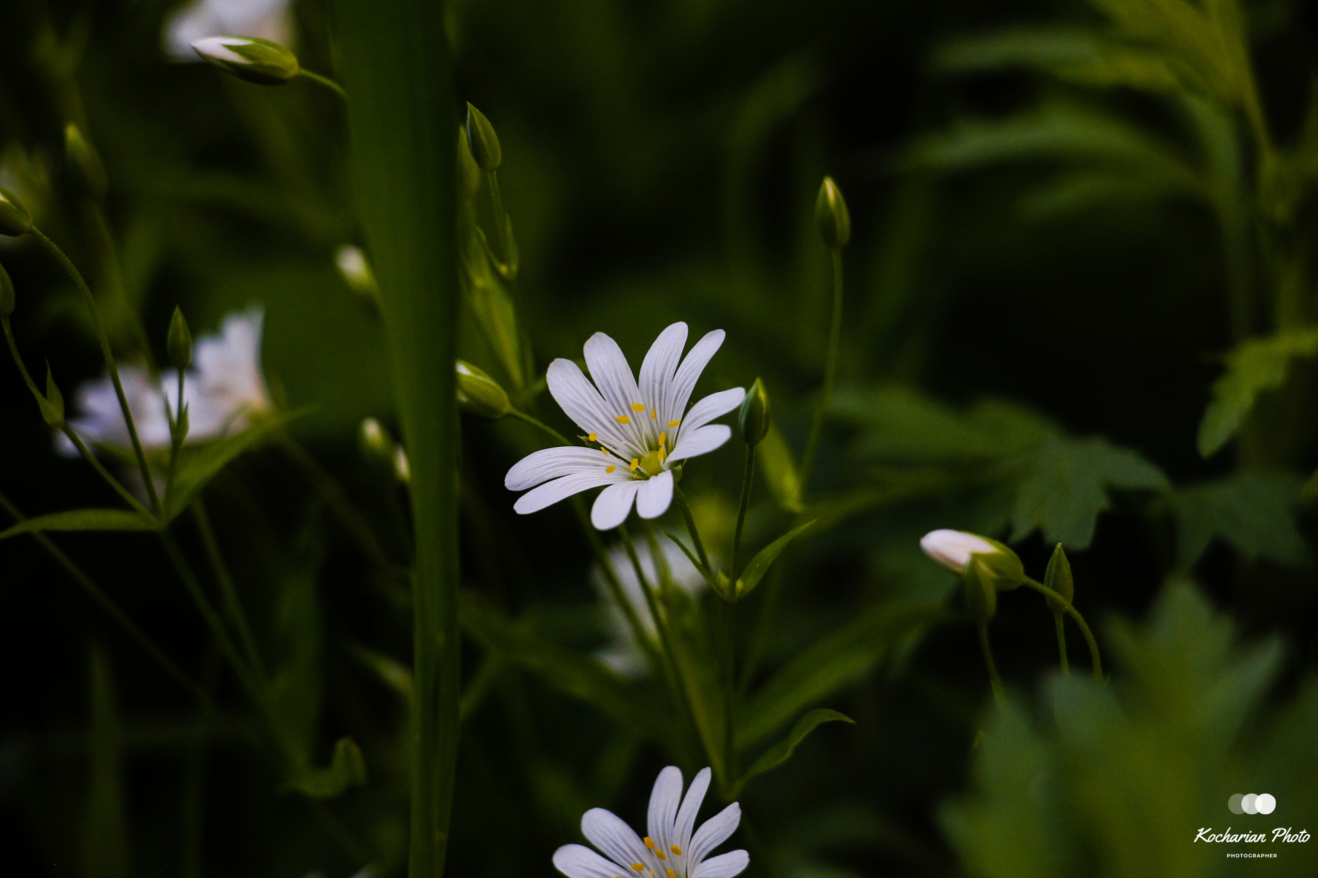 Макросъемка. Photographer K.A.D