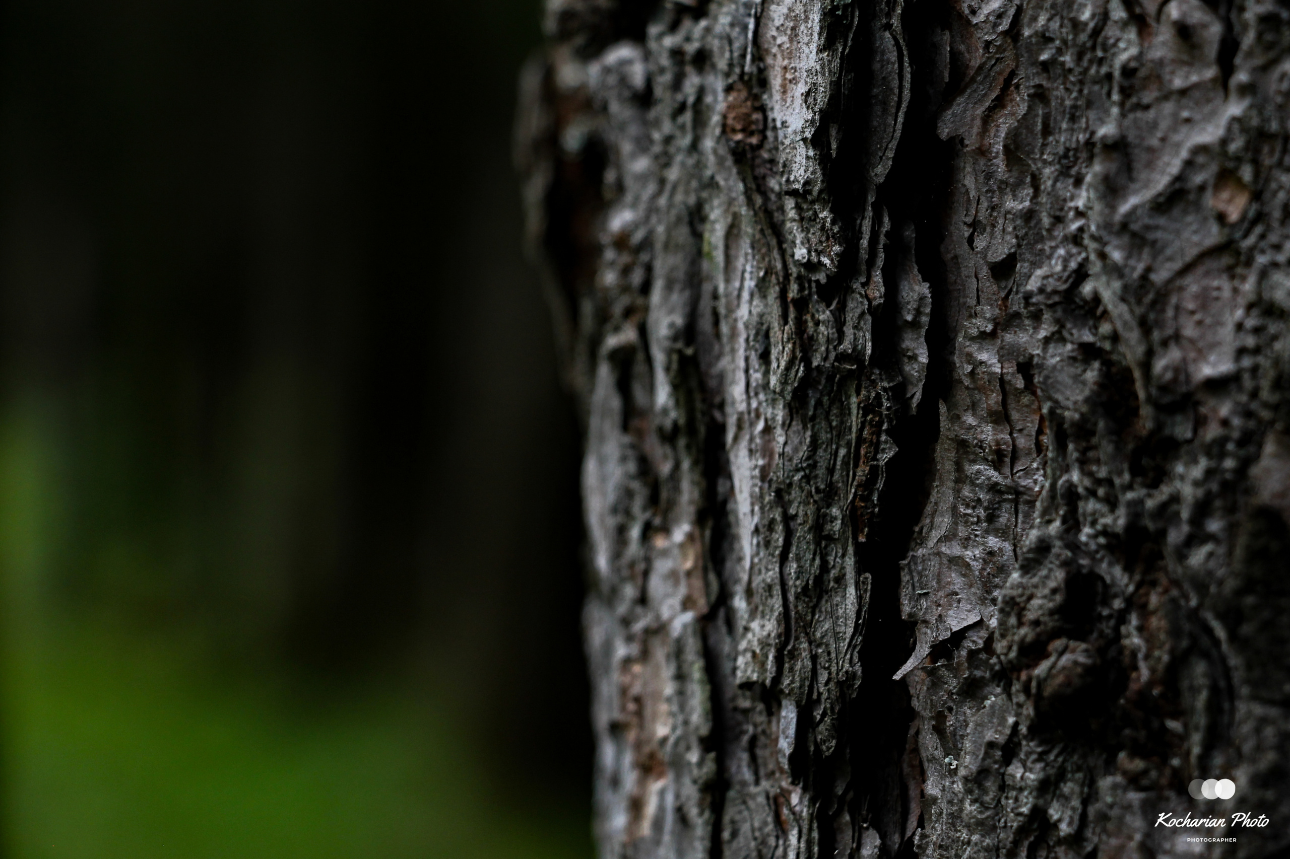 Макросъемка. Photographer K.A.D