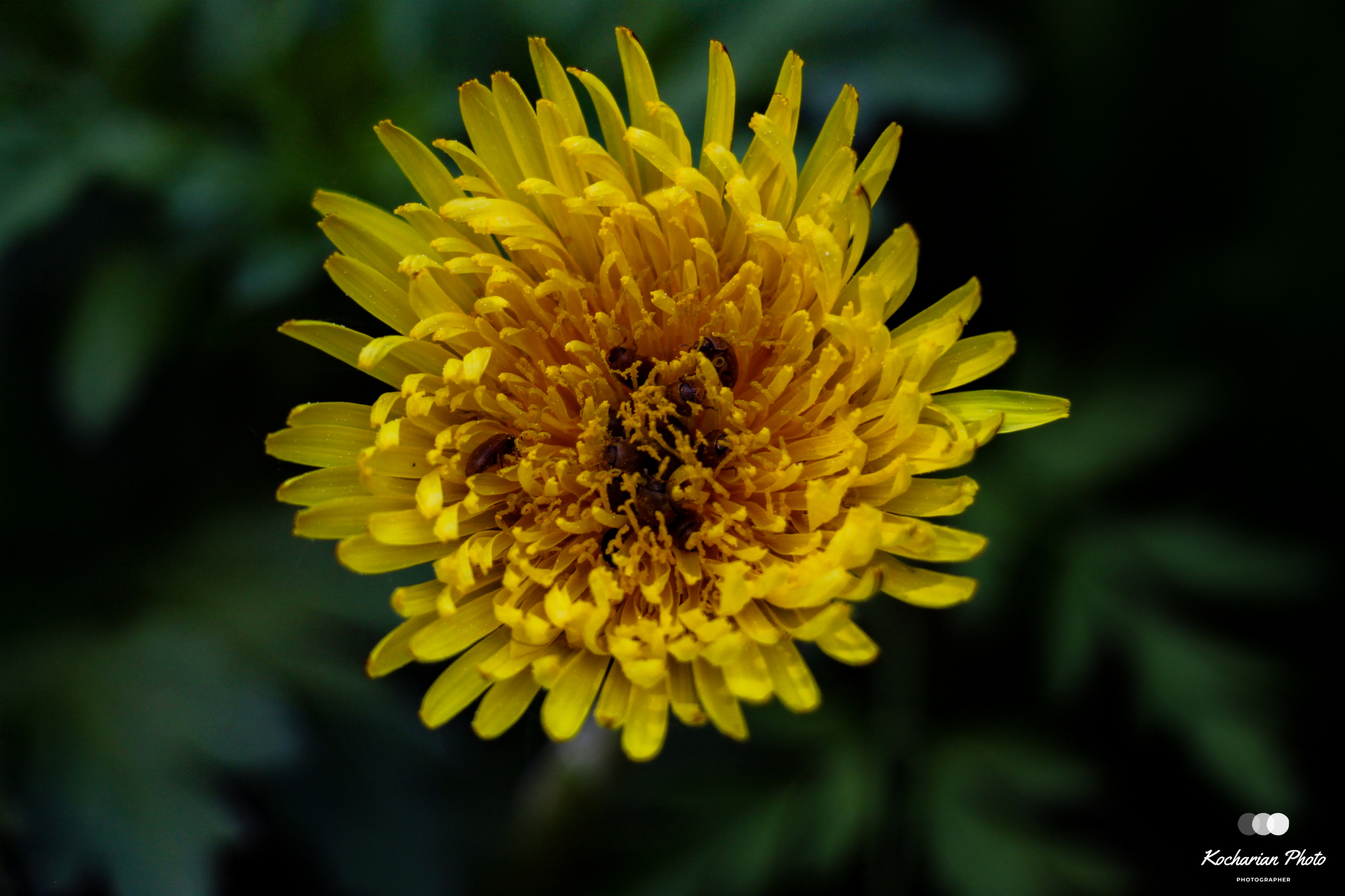 Макросъемка. Photographer K.A.D