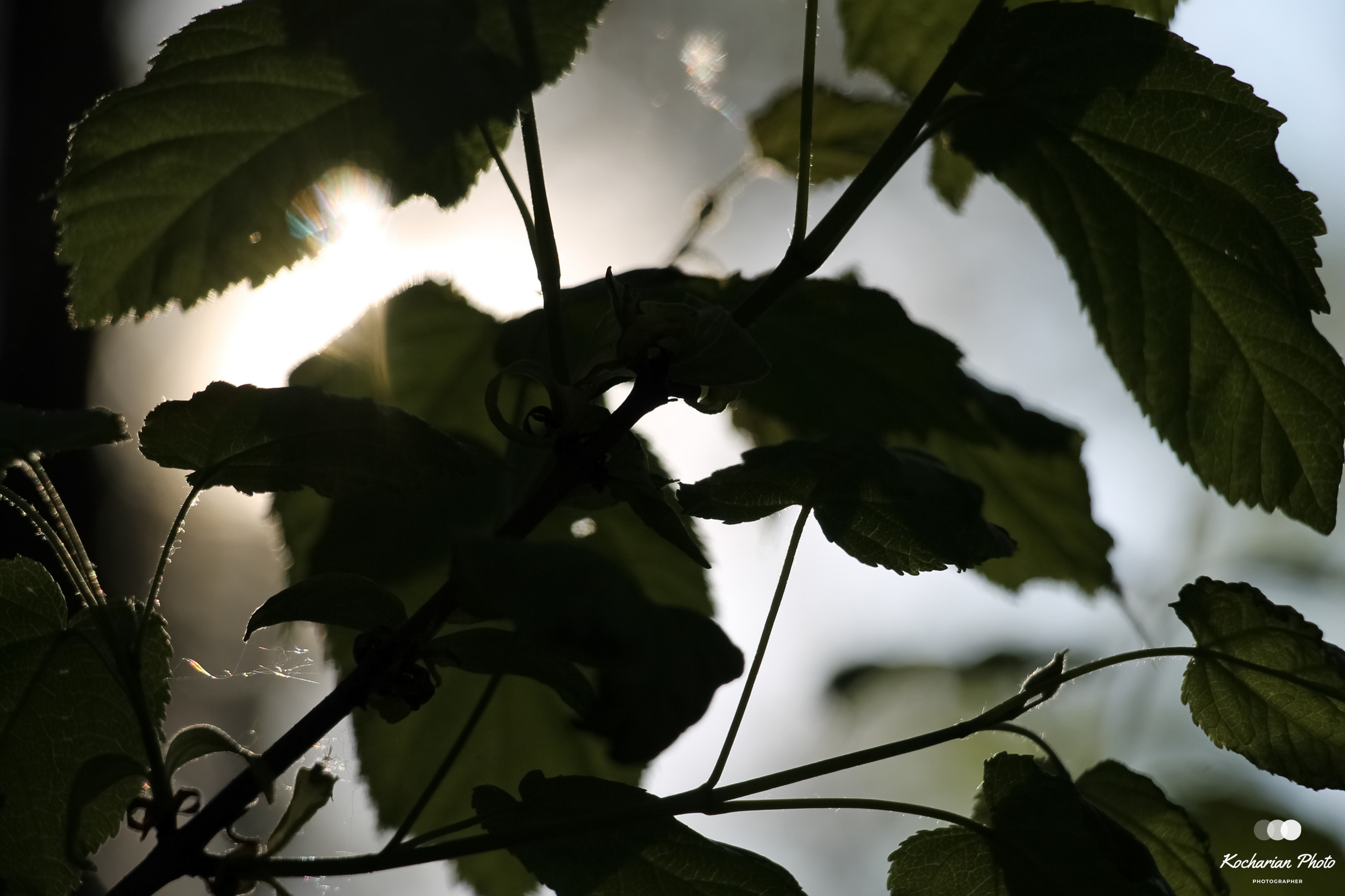 Макросъемка. Photographer K.A.D