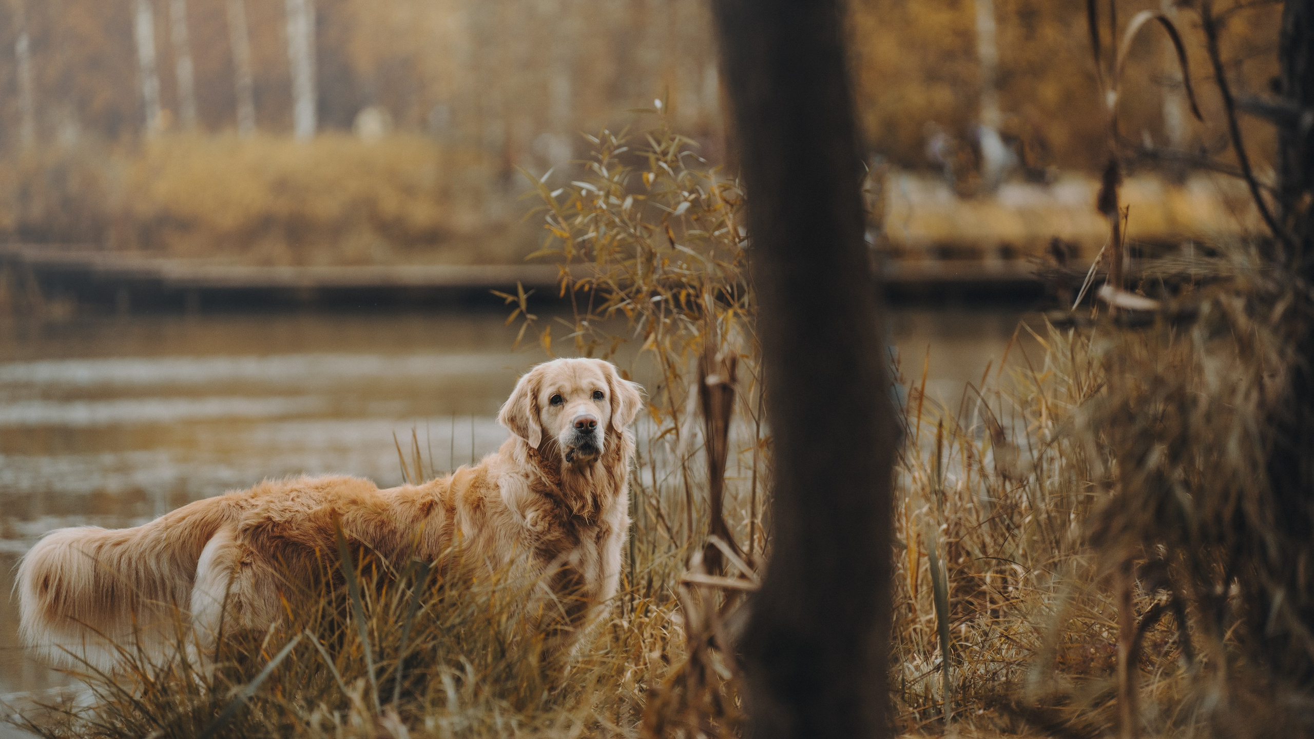 Анастасия и Айза. Фотограф анималист в Москве и Санкт-Петербурге Свиридова Анна