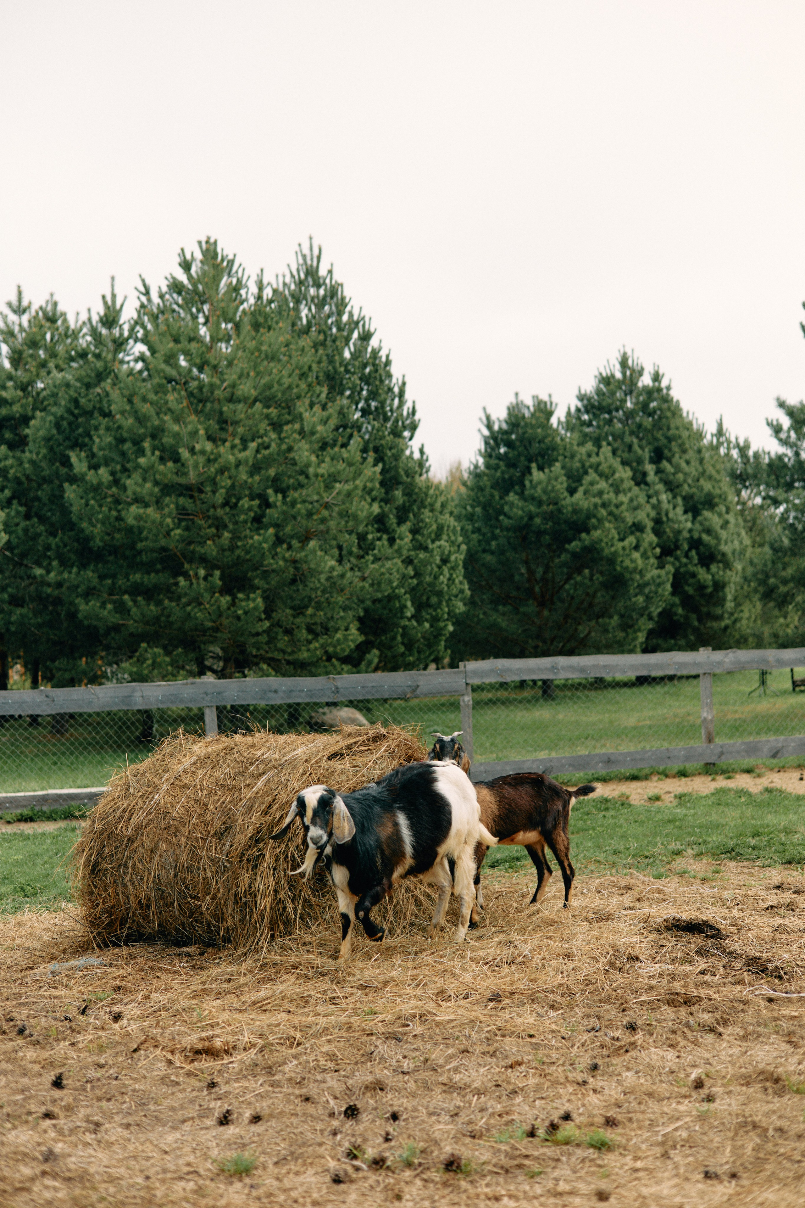 Бутик-отель Поле летом. Профессиональный Фотограф во Владимире, в Москве и в Суздале — Полина Романычева
