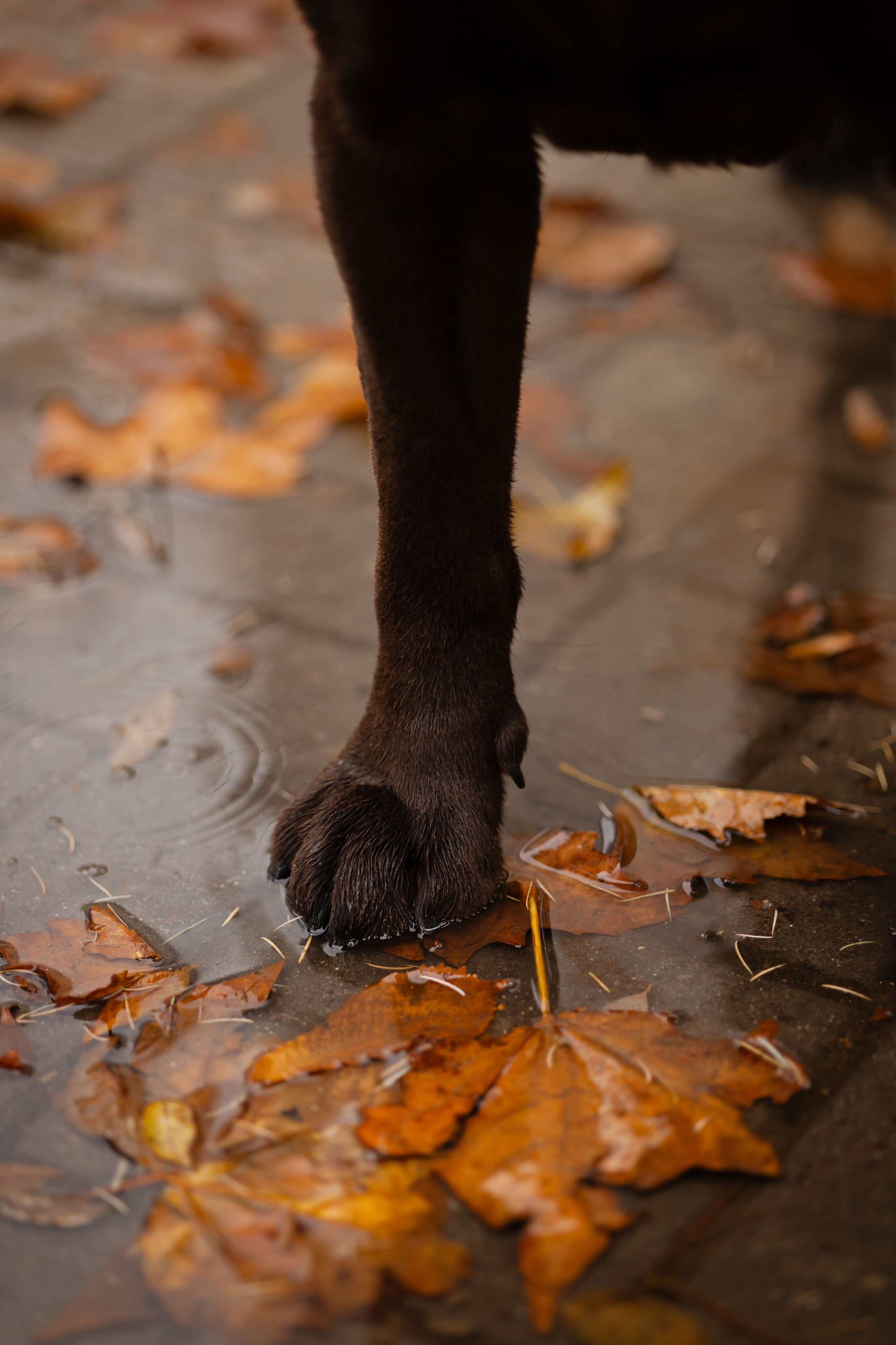 Фотосессия в центре Севастополя. Фотограф-анималист в Краснодаре Маша Мельникова