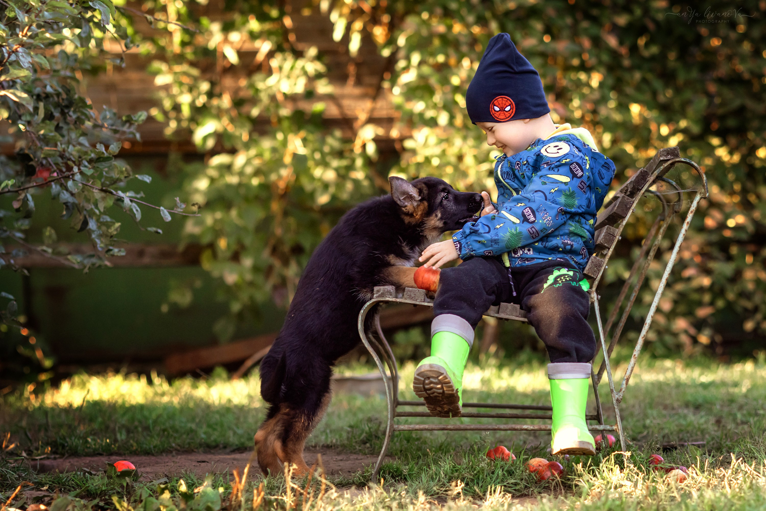Овчарята. Фотограф анималист Аня Ливанова | Рыбинск