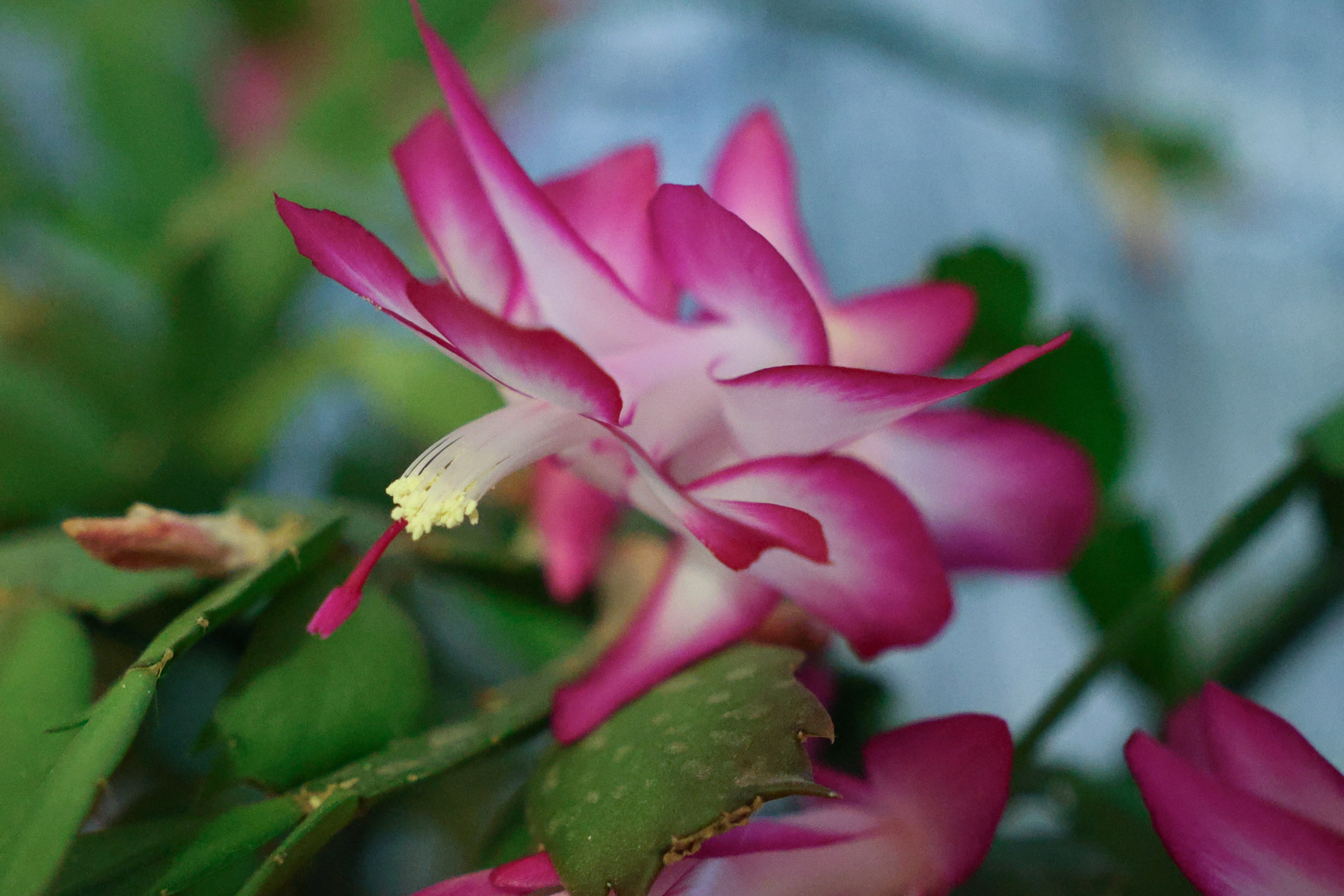 Цветочки-лепесточки. Фотограф Дмитрий Алексеев
