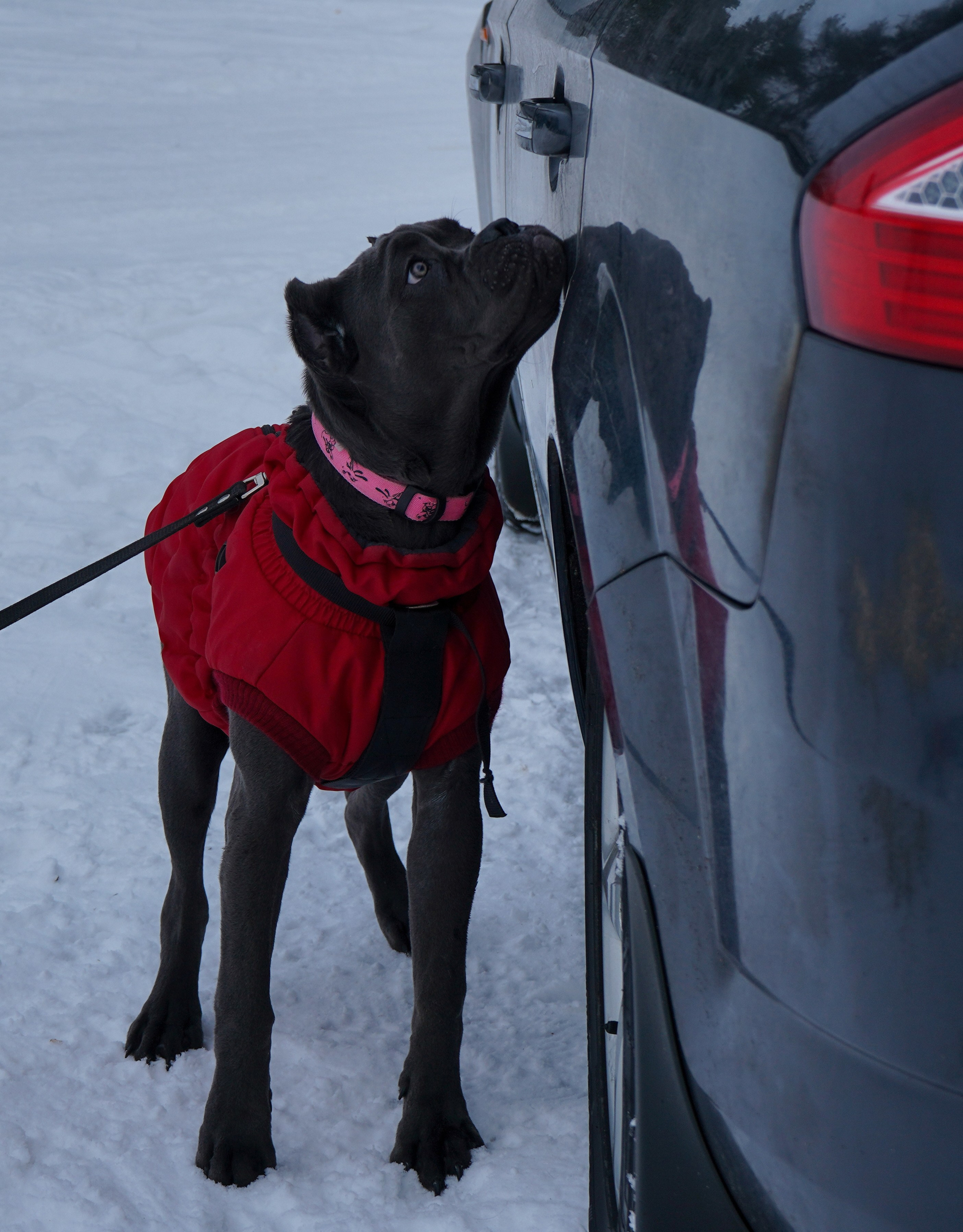 Фотосессии Пушистиков. Фотограф в Санкт-Петербурге Виктория Барышникова