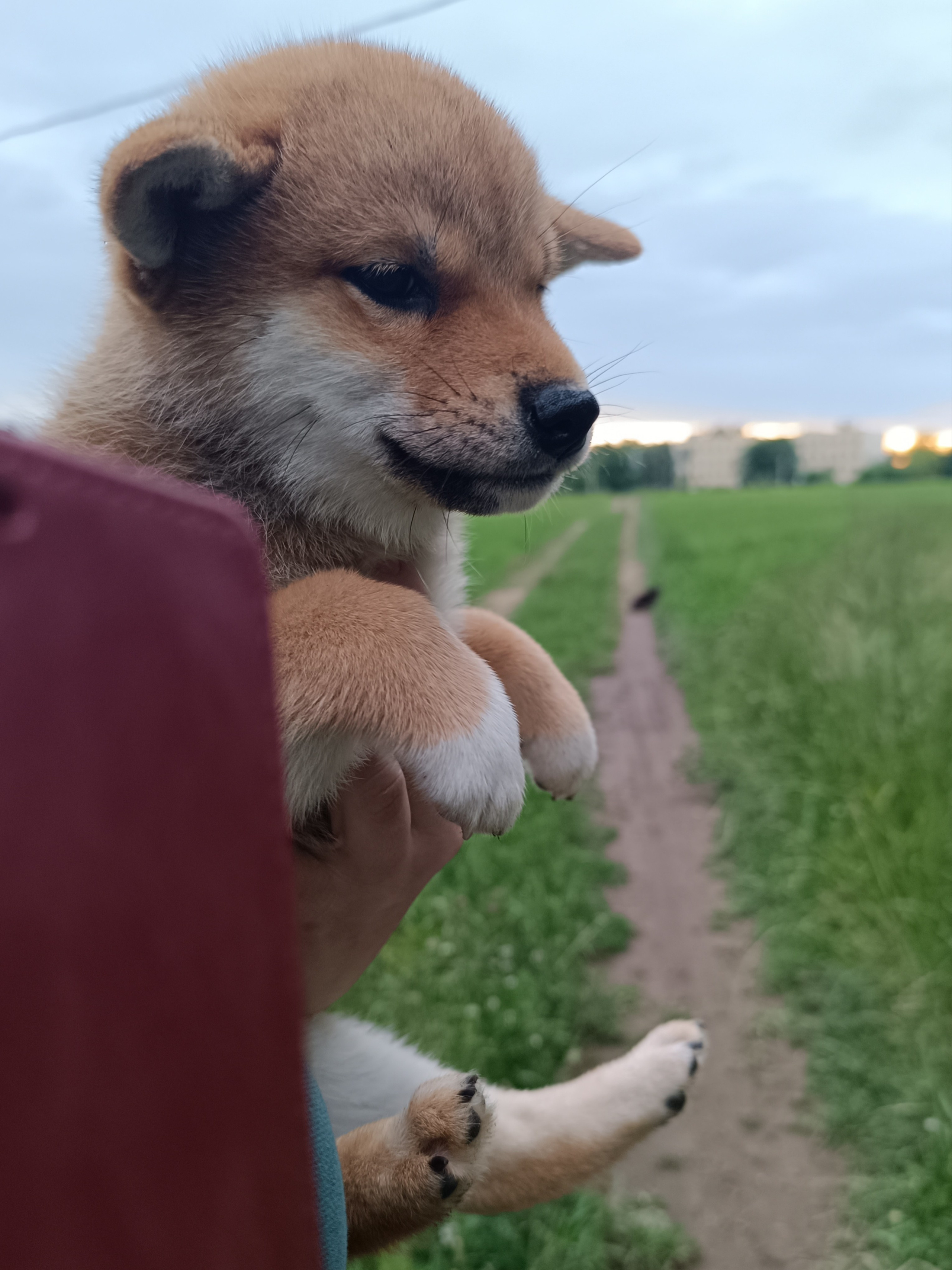 сиба питомник Рубилайт щенки на продажу rubylight  сиба щенки купить СПб Санкт-Петербург