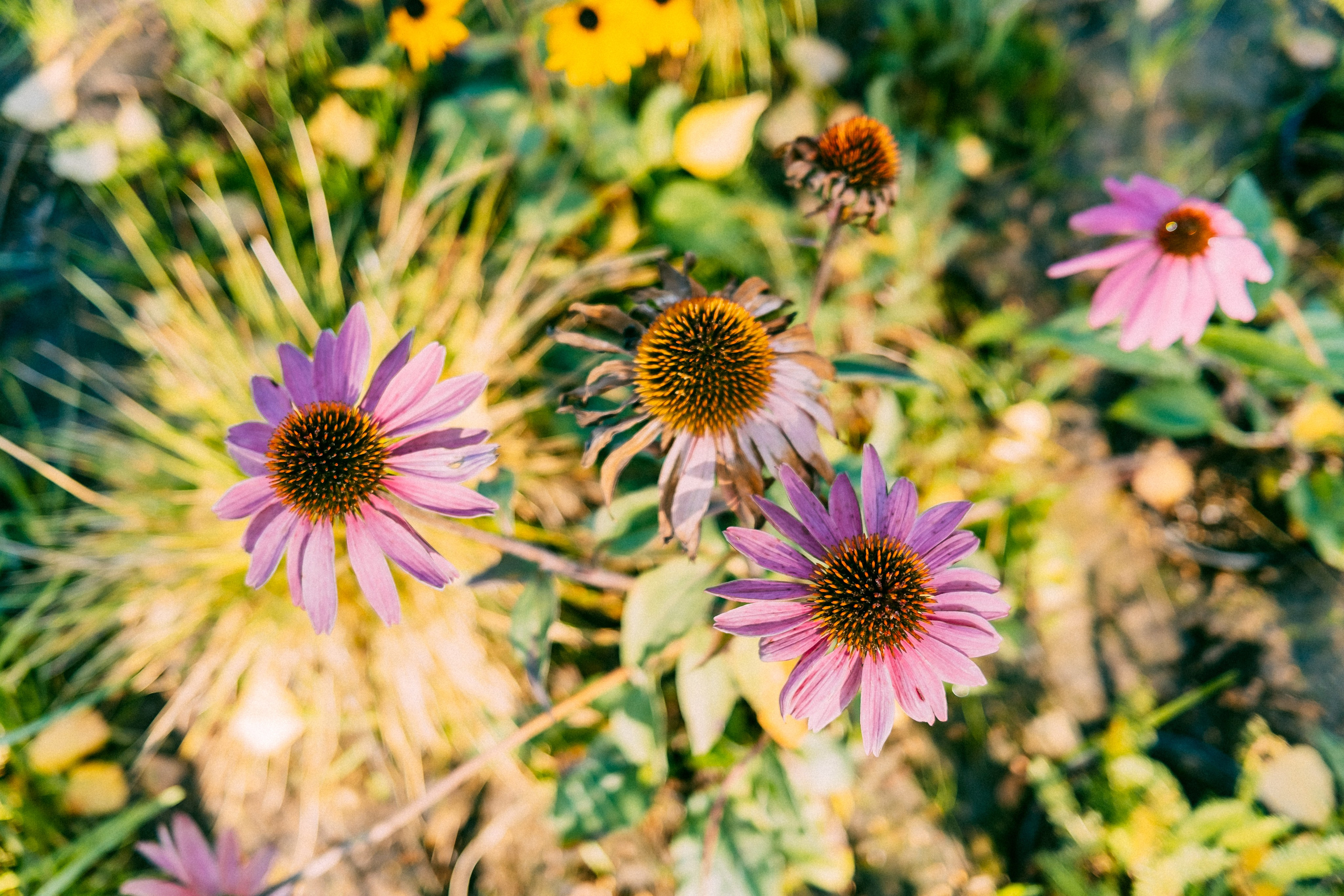 Москва. Аня Степанова