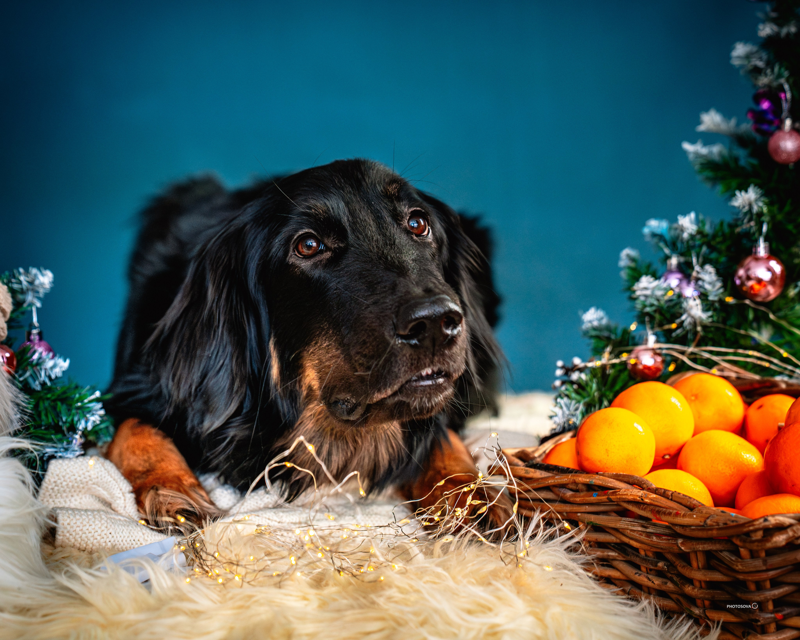 ФОТОПАМЯТЬ ВАШИХ ЭМОЦИЙ. Фотограф-анималист, семейный фотограф в Москве и Подмосковье. Фотосъёмка кинологических дисциплин