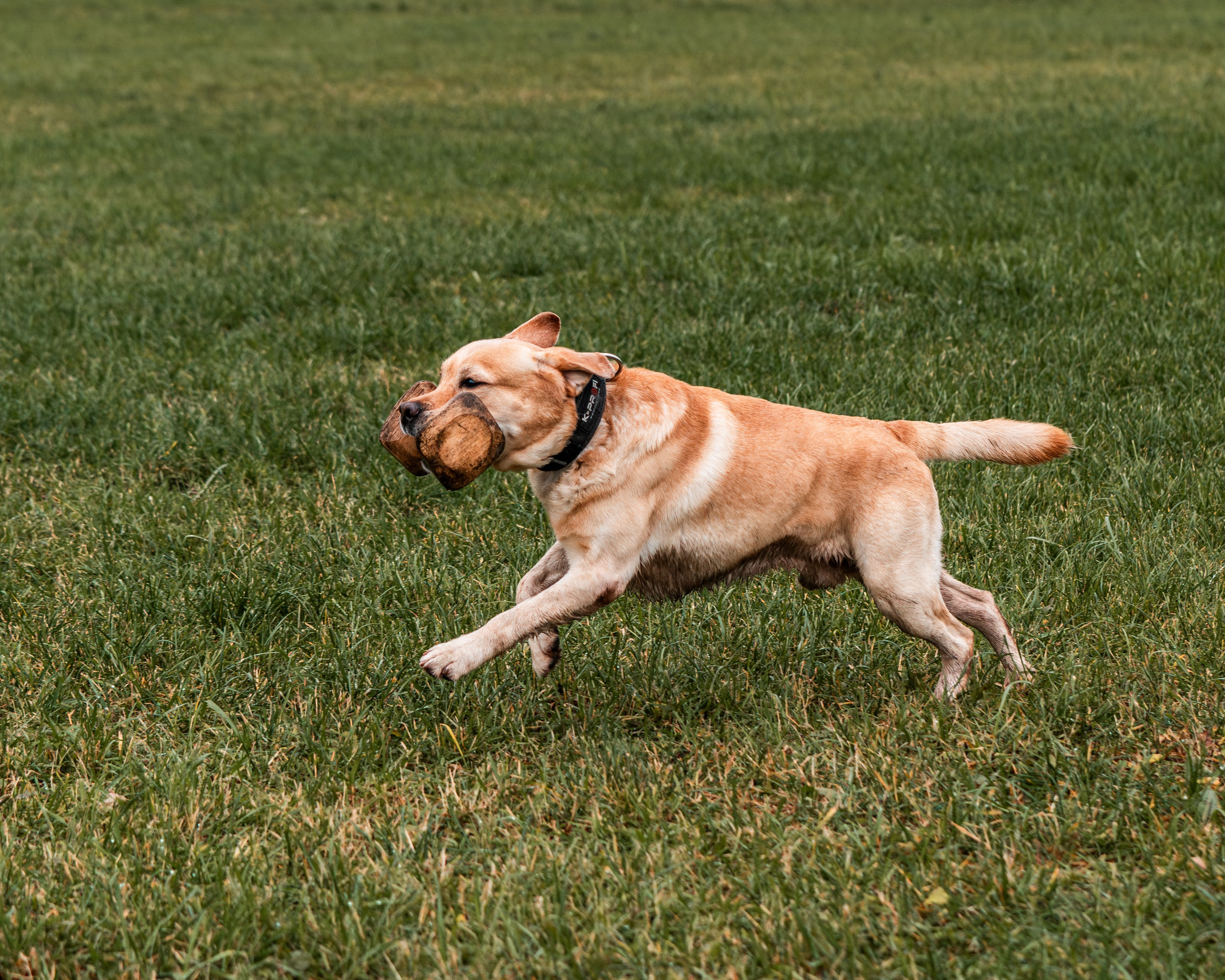 МЫ — КОМАНДА (соревнования) OKD, BH, IBGH, IGP. Фотограф-анималист, семейный фотограф в Москве и Подмосковье. Фотосъёмка кинологических дисциплин