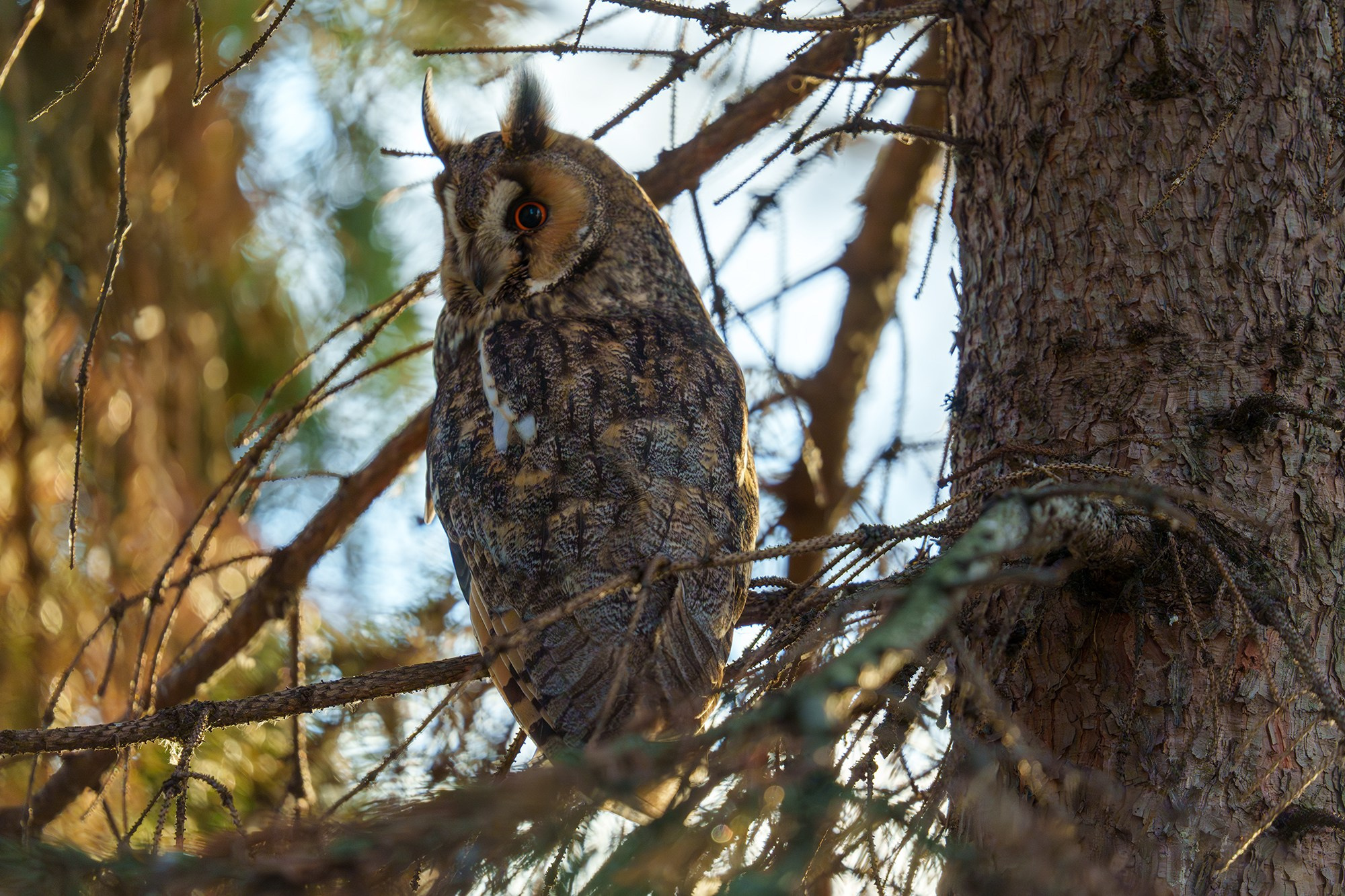 Удивительные мир птиц. Вокруг нас столько прекрасного — присмотритесь!. Ваш личный фотограф Марина Волкова