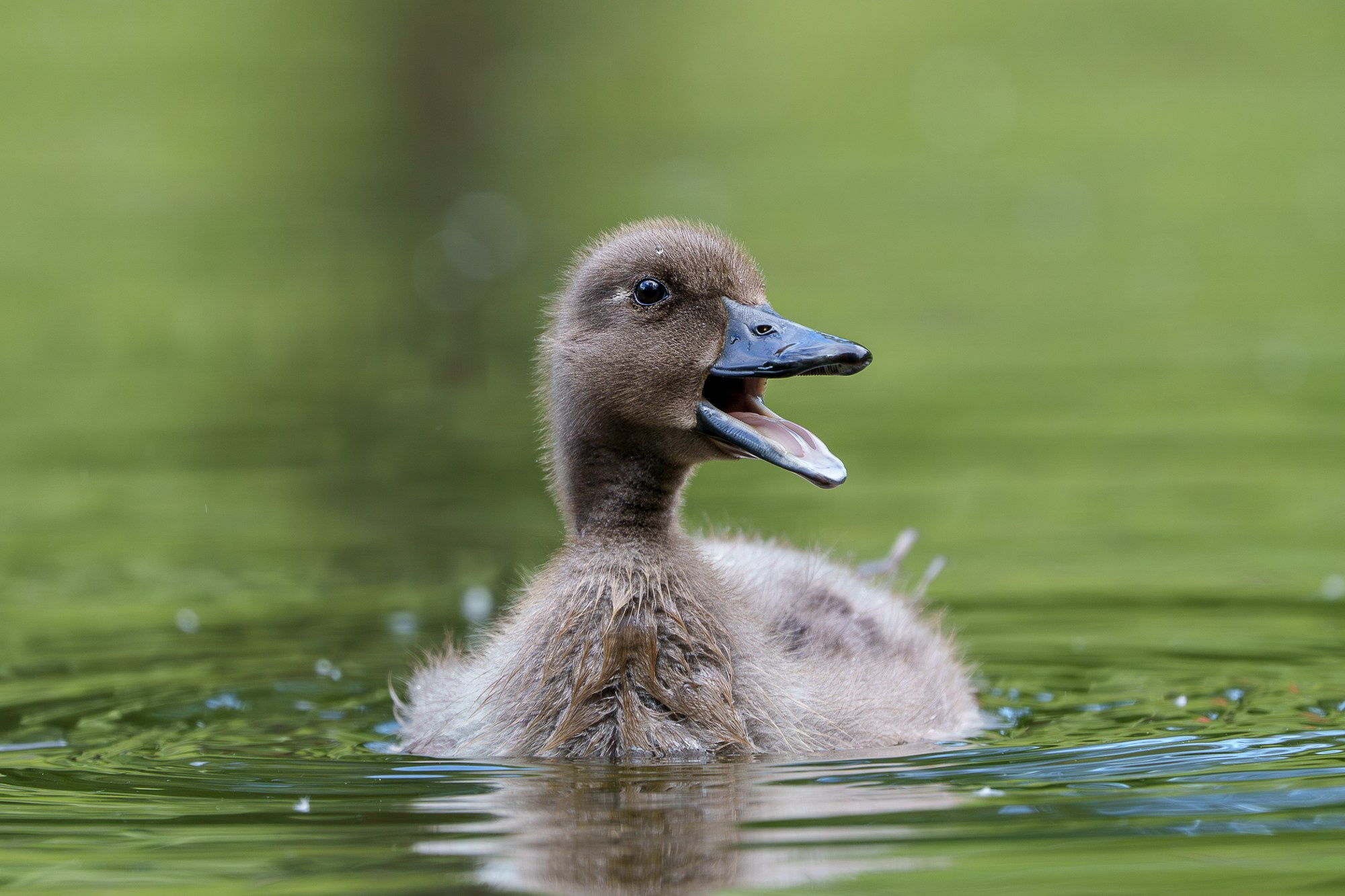 Удивительные мир птиц. Вокруг нас столько прекрасного — присмотритесь!. Ваш личный фотограф Марина Волкова