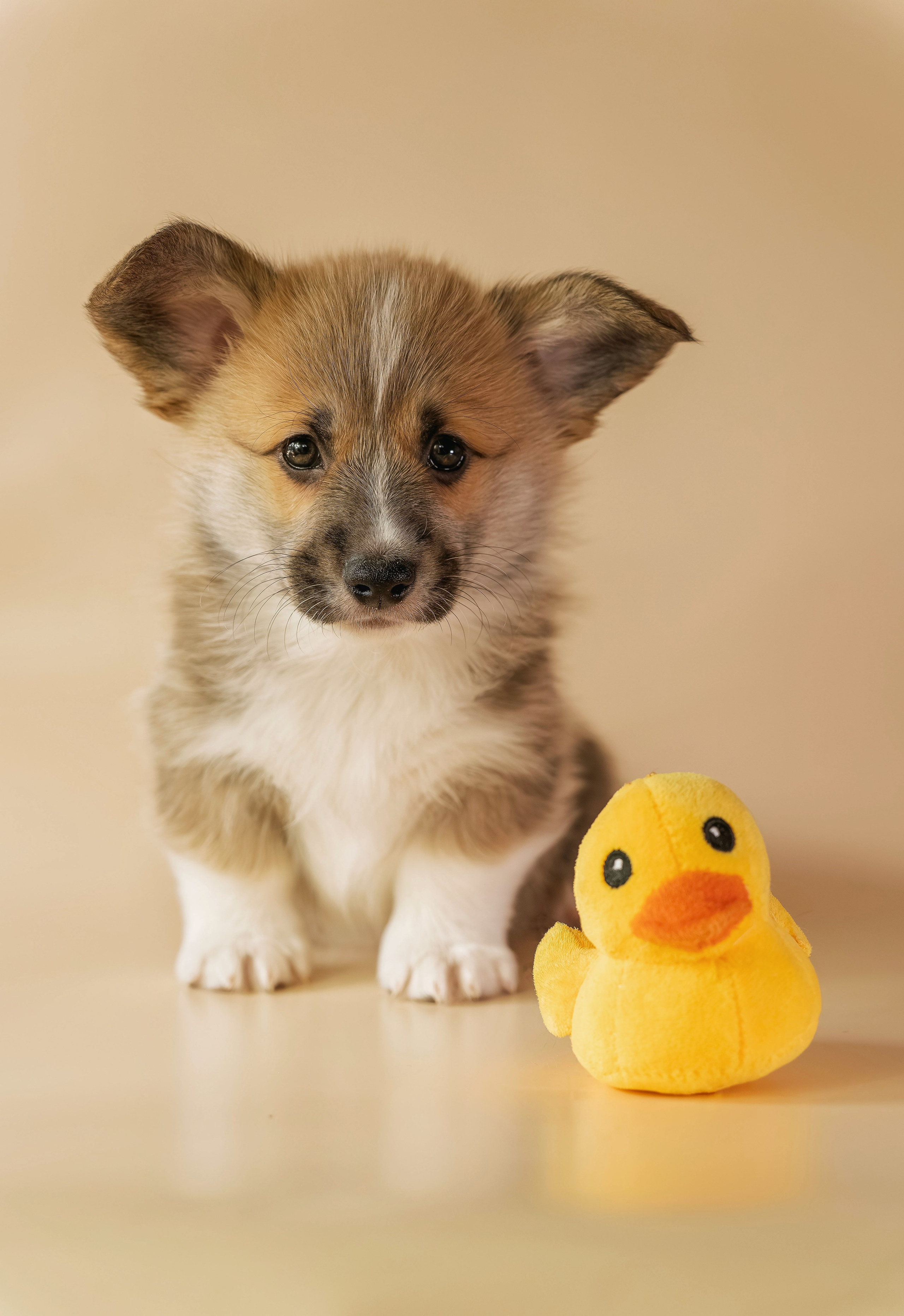 Щенки. Семейный фотограф анималист г. Находка