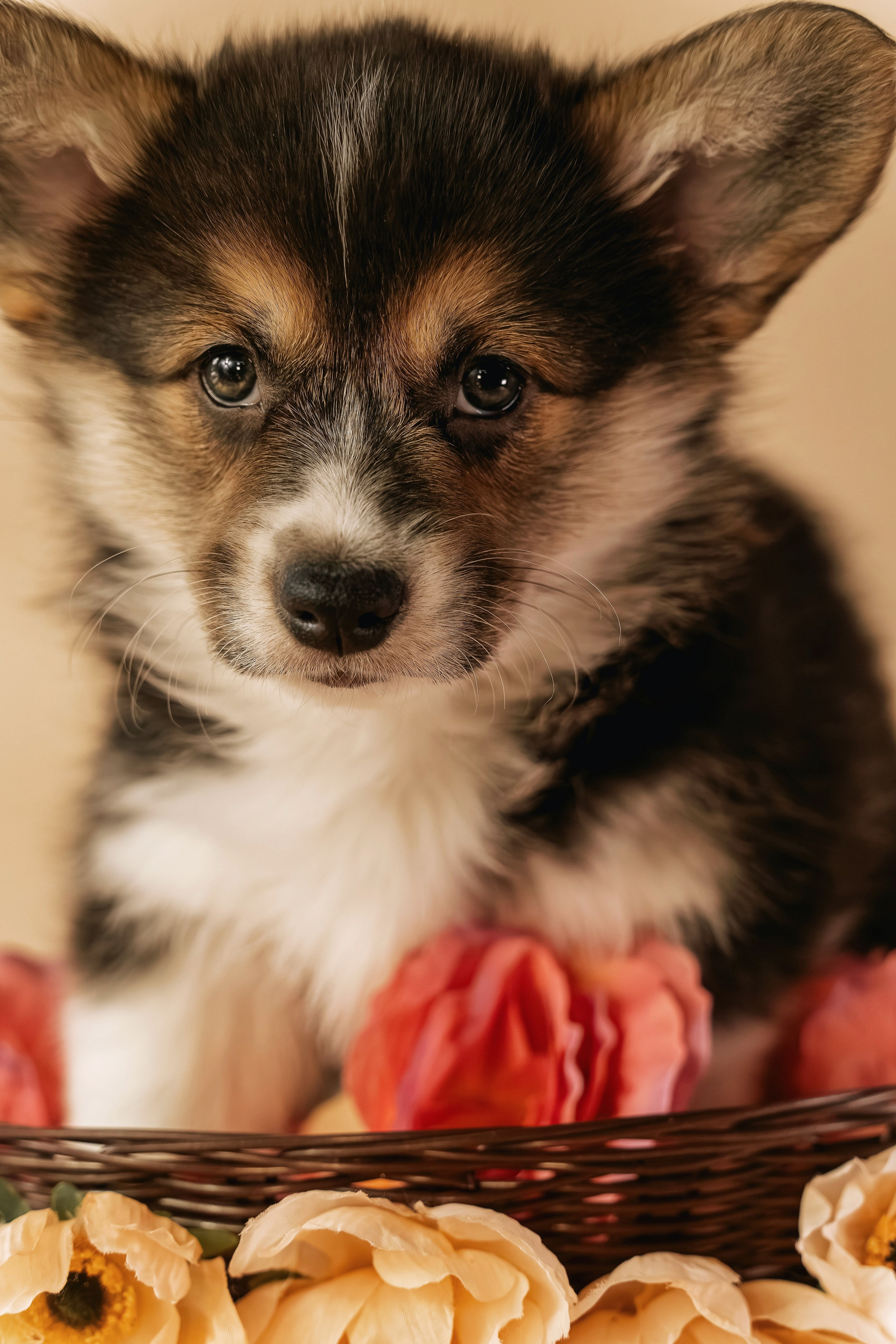 Щенки. Семейный фотограф анималист г. Находка