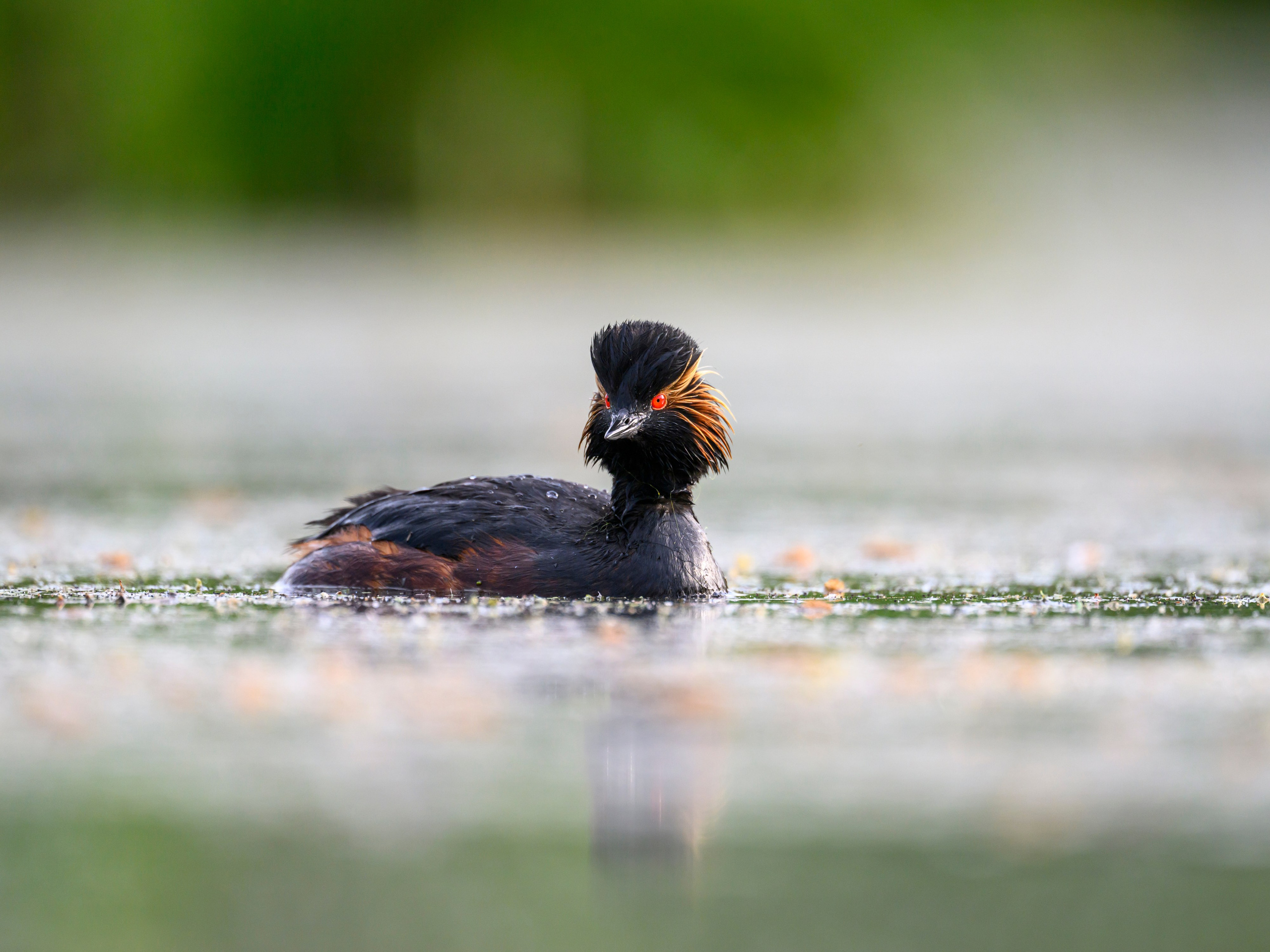 На болоте. Wildlife photography by Sergey Puponin