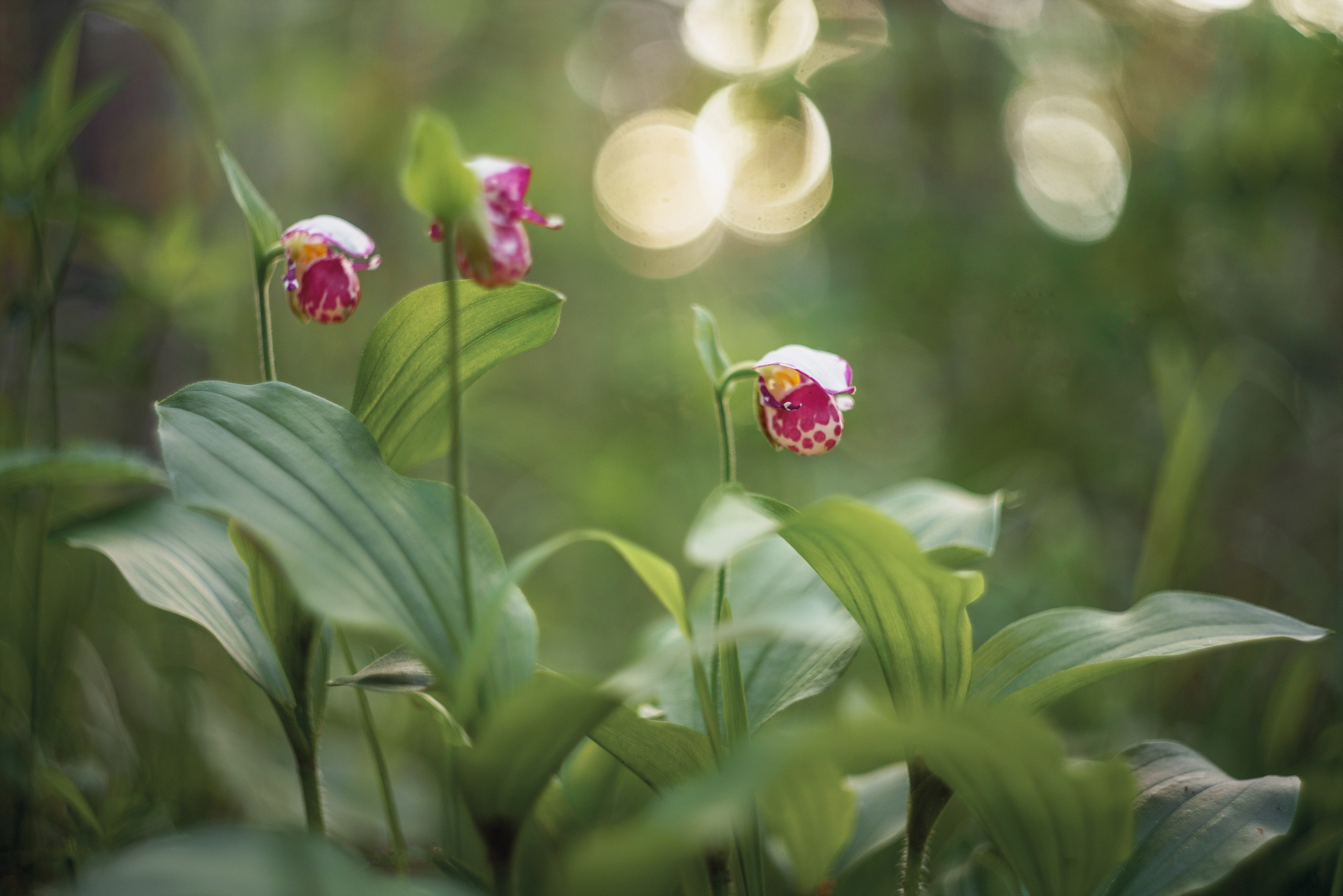 Красноярские Столбы. Фотограф в Красноярске Нерозя Александр. Пейзаж, природа, портрет