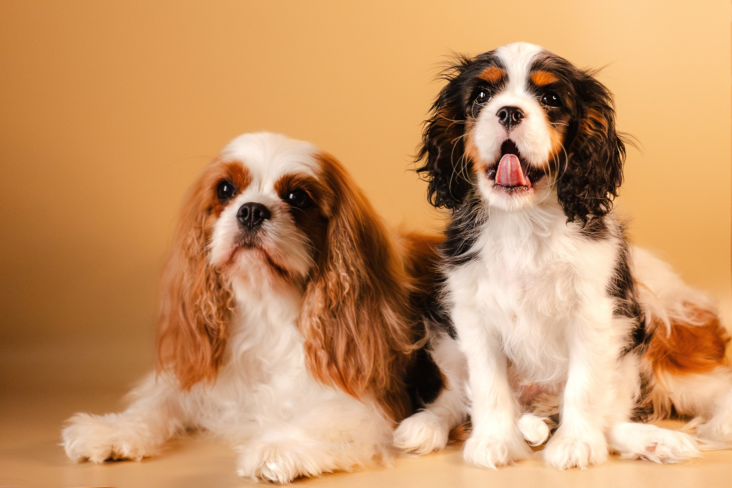 Жанна и кавалеры. Фотограф-анималист Мария Баркевич | Москва