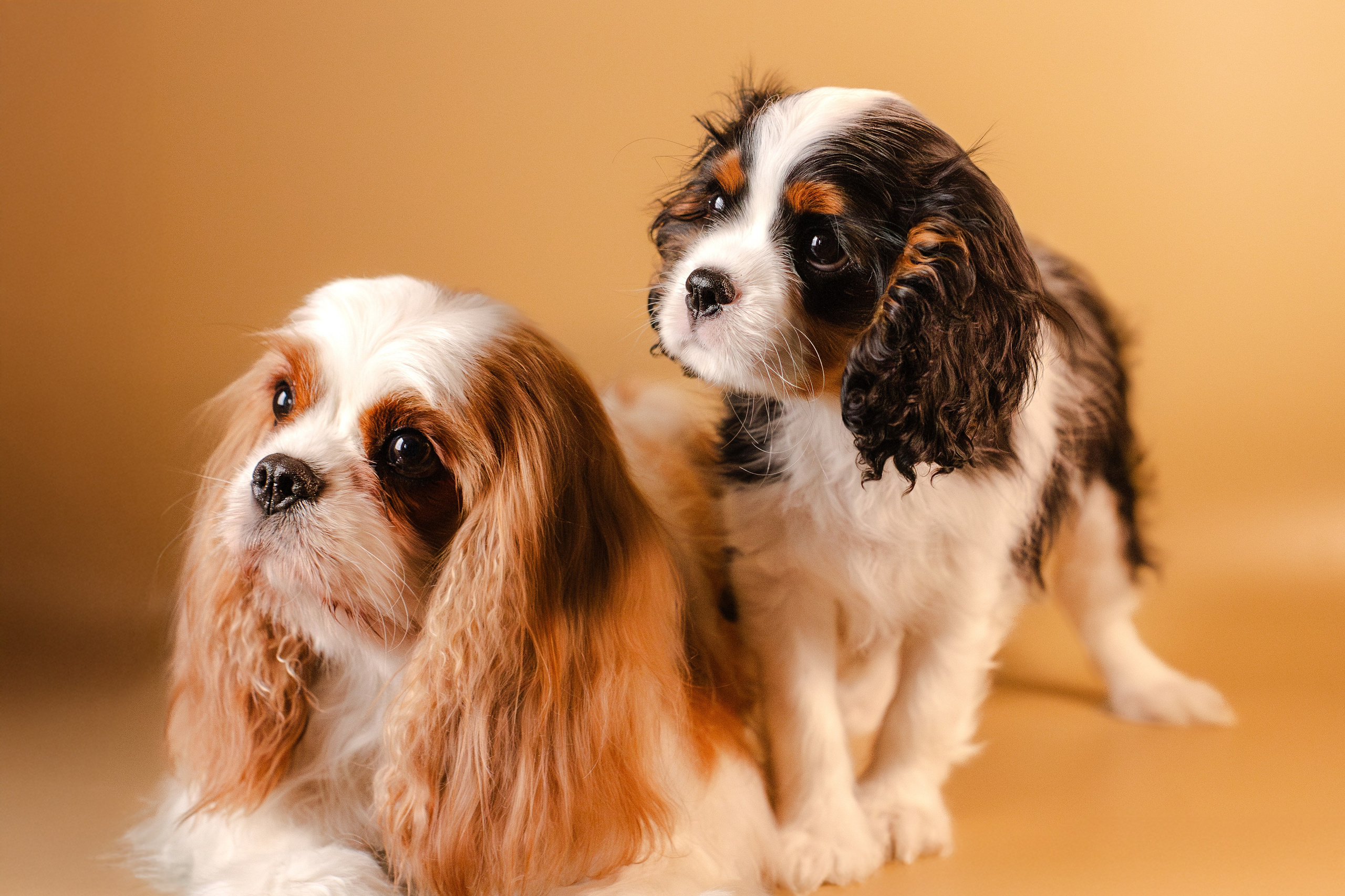 Жанна и кавалеры. Фотограф-анималист Мария Баркевич | Москва