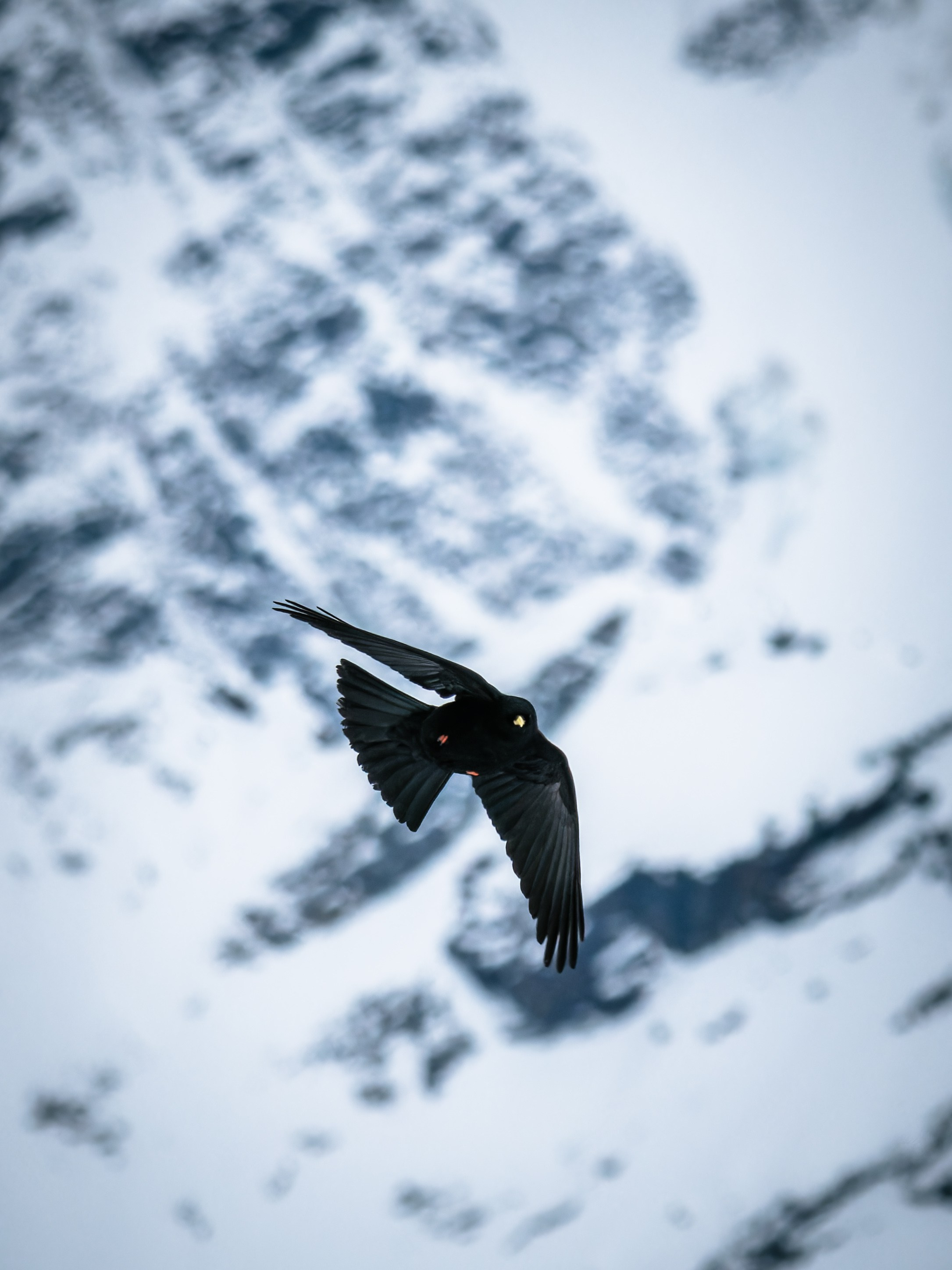 Russia 2023. Anton Chernov | Wildlife photographer