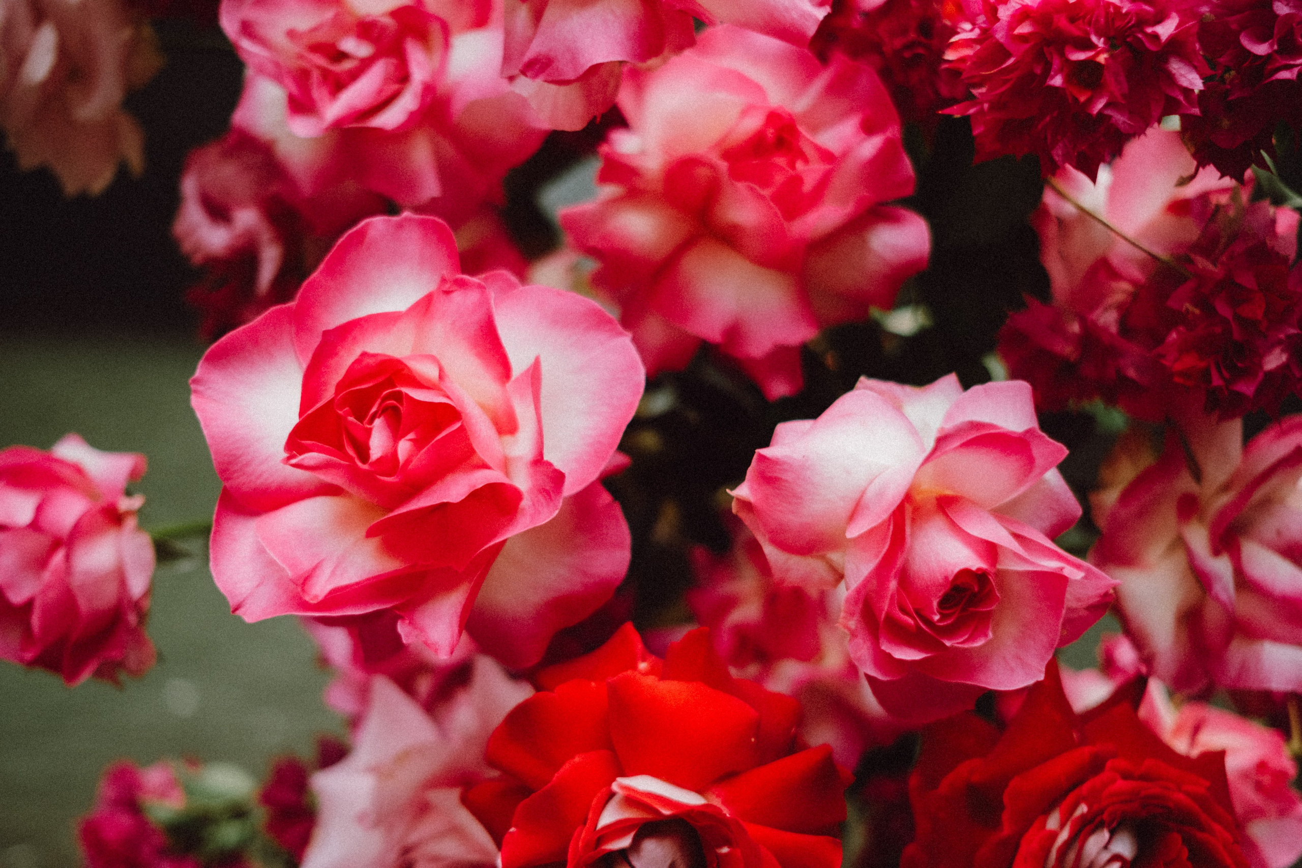 Briana and Tom. Фотограф Бали