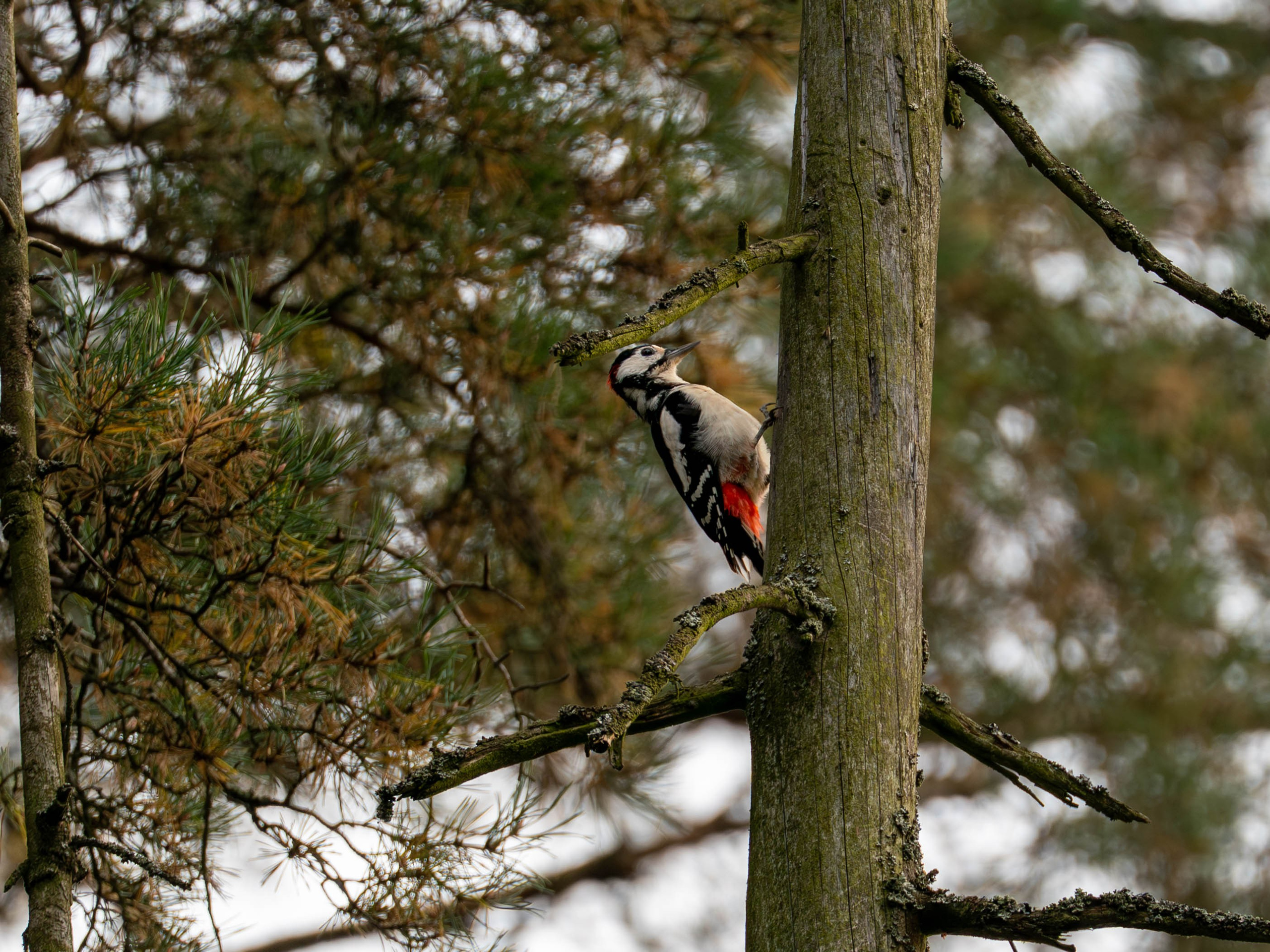 Живность разная. FM Media Сrew. Репортажные фото и видео
