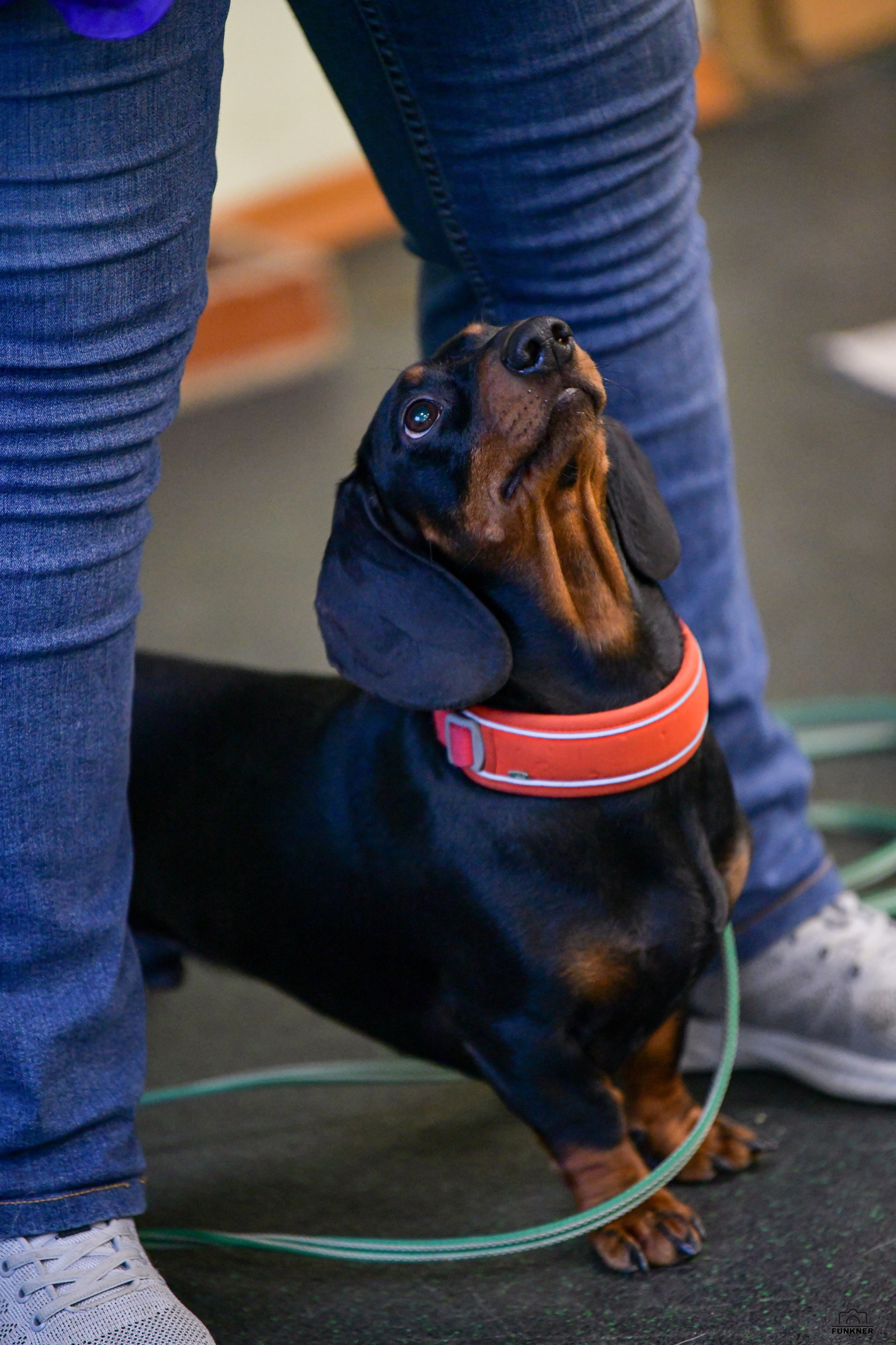 Кинологический клуб «Бодрый хвост». Свой взгляд через объектив