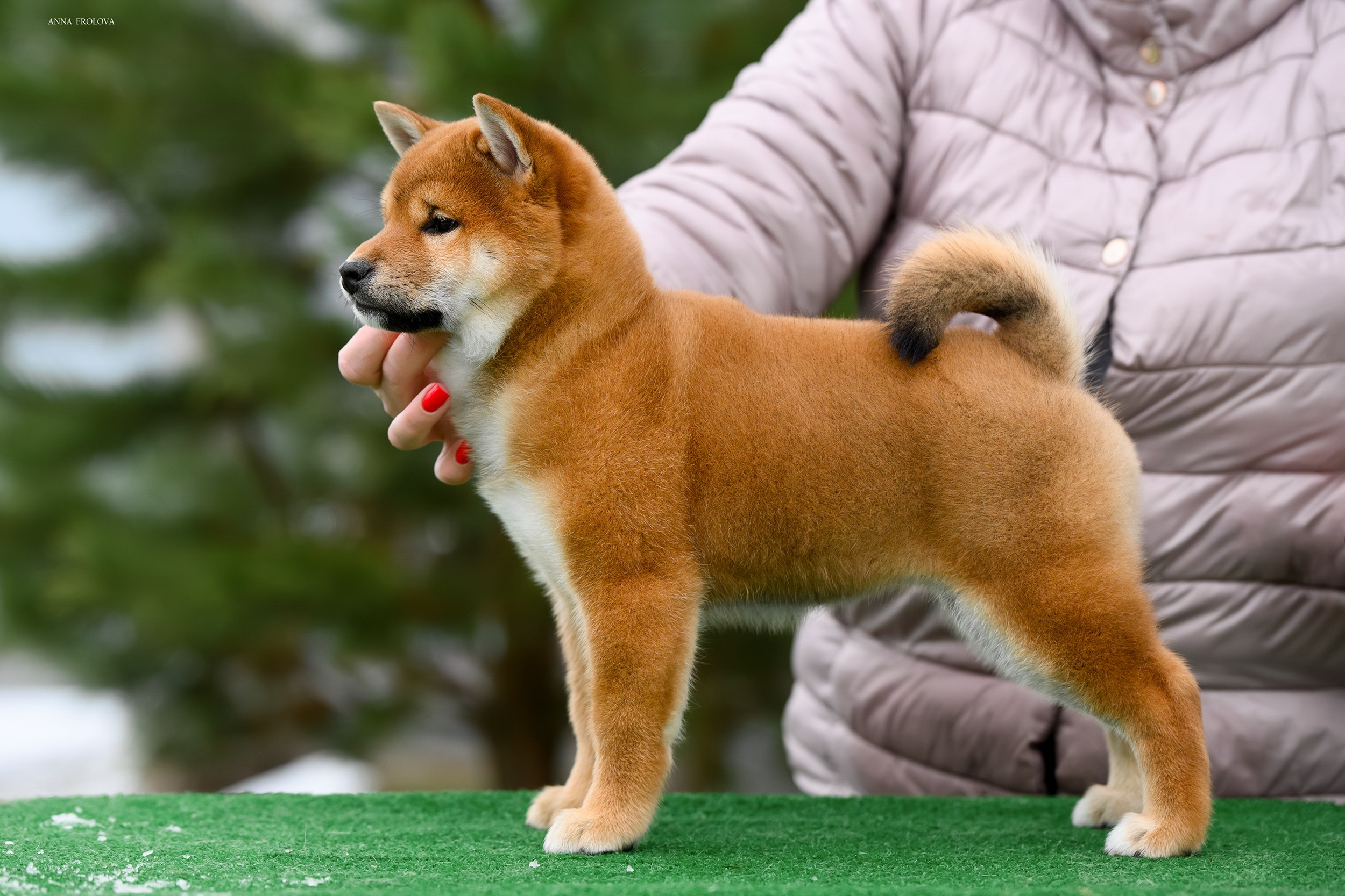SHIBA. SHIOMARU Shiba and Akita Inu Kennel
