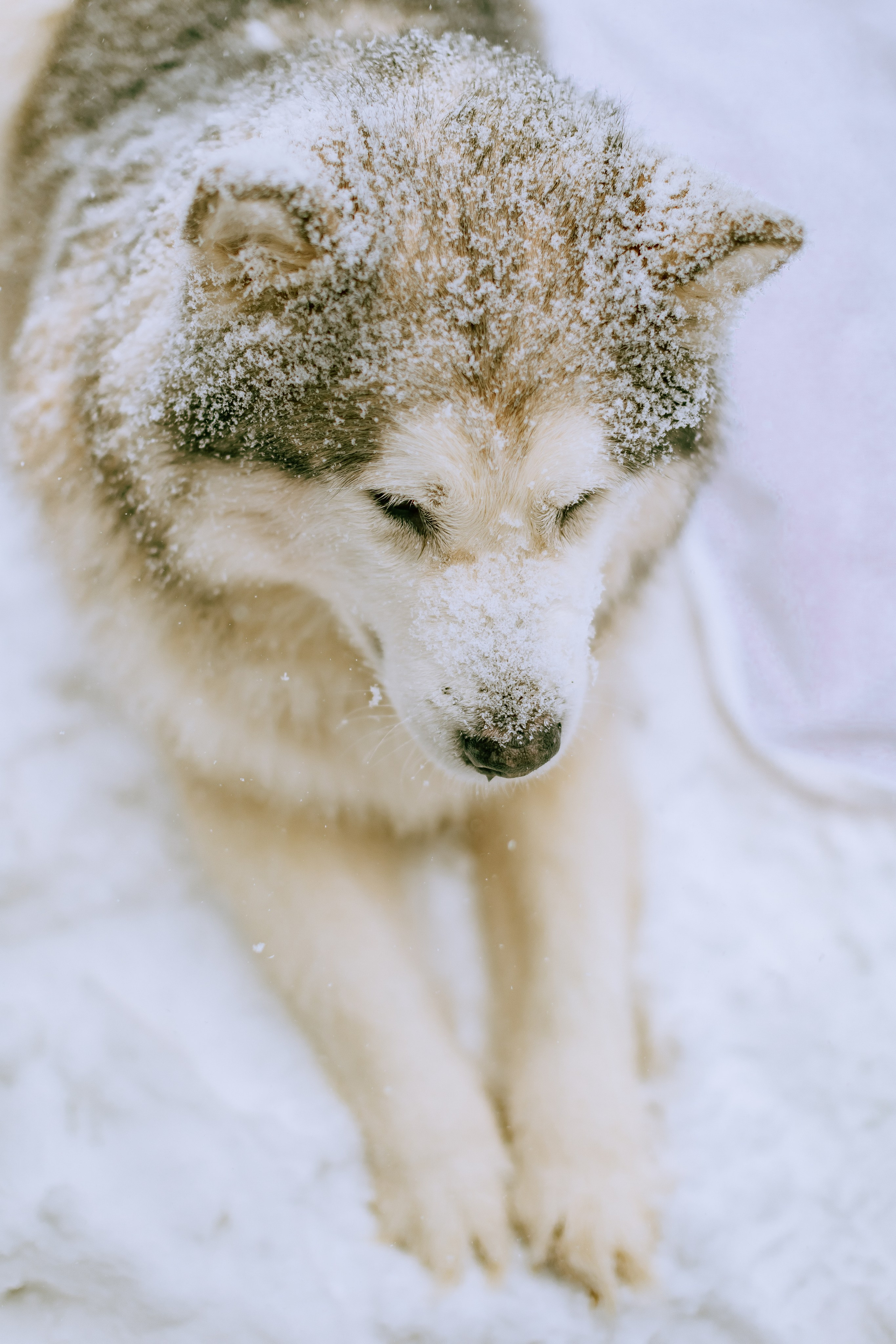 София и аляскинский маламут. Фото и видео Москва, Московский. Свадебный фотограф, видеограф, фотосессии, видеосъемка