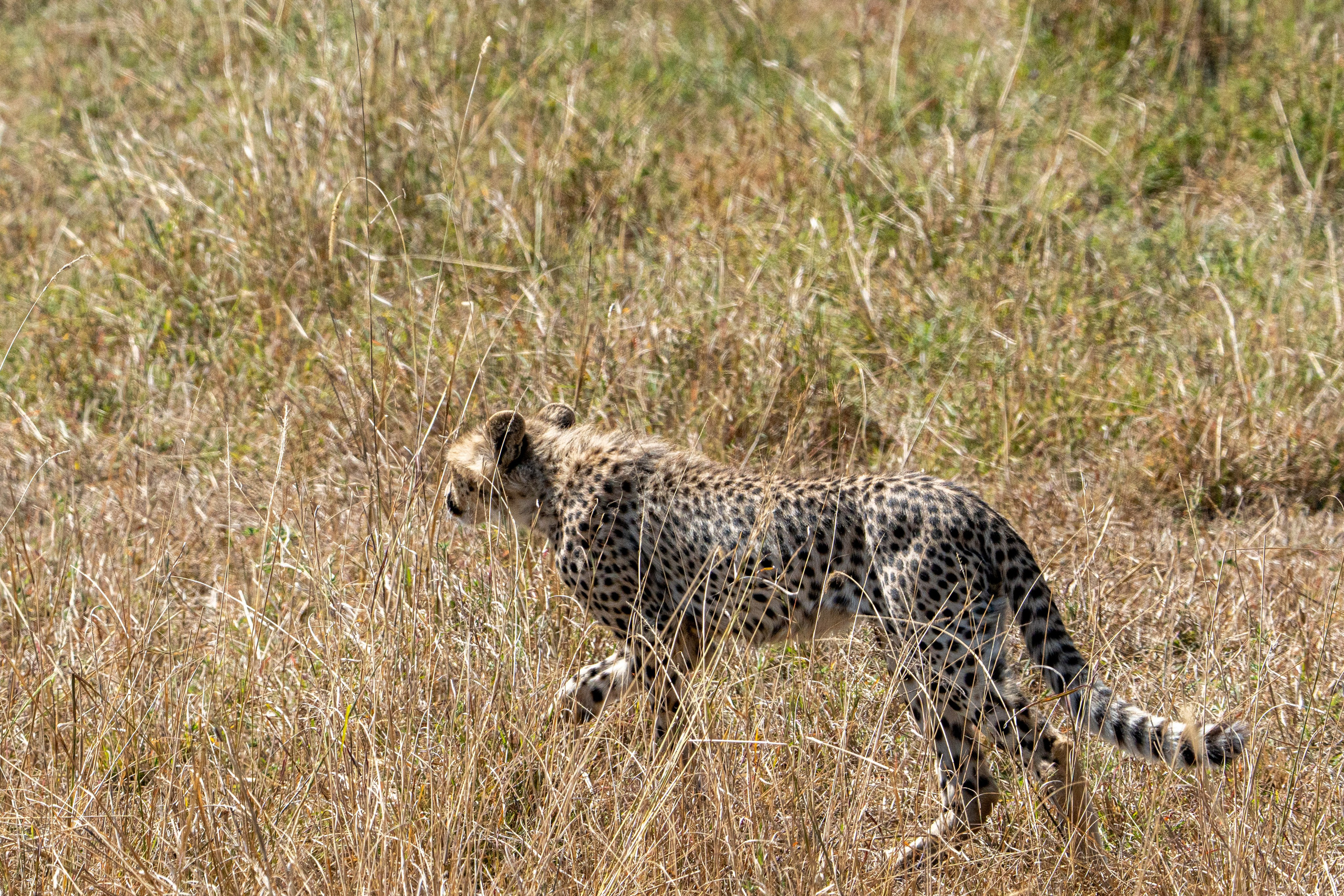 Танзания, сафари, 2025. Творческие сьемки