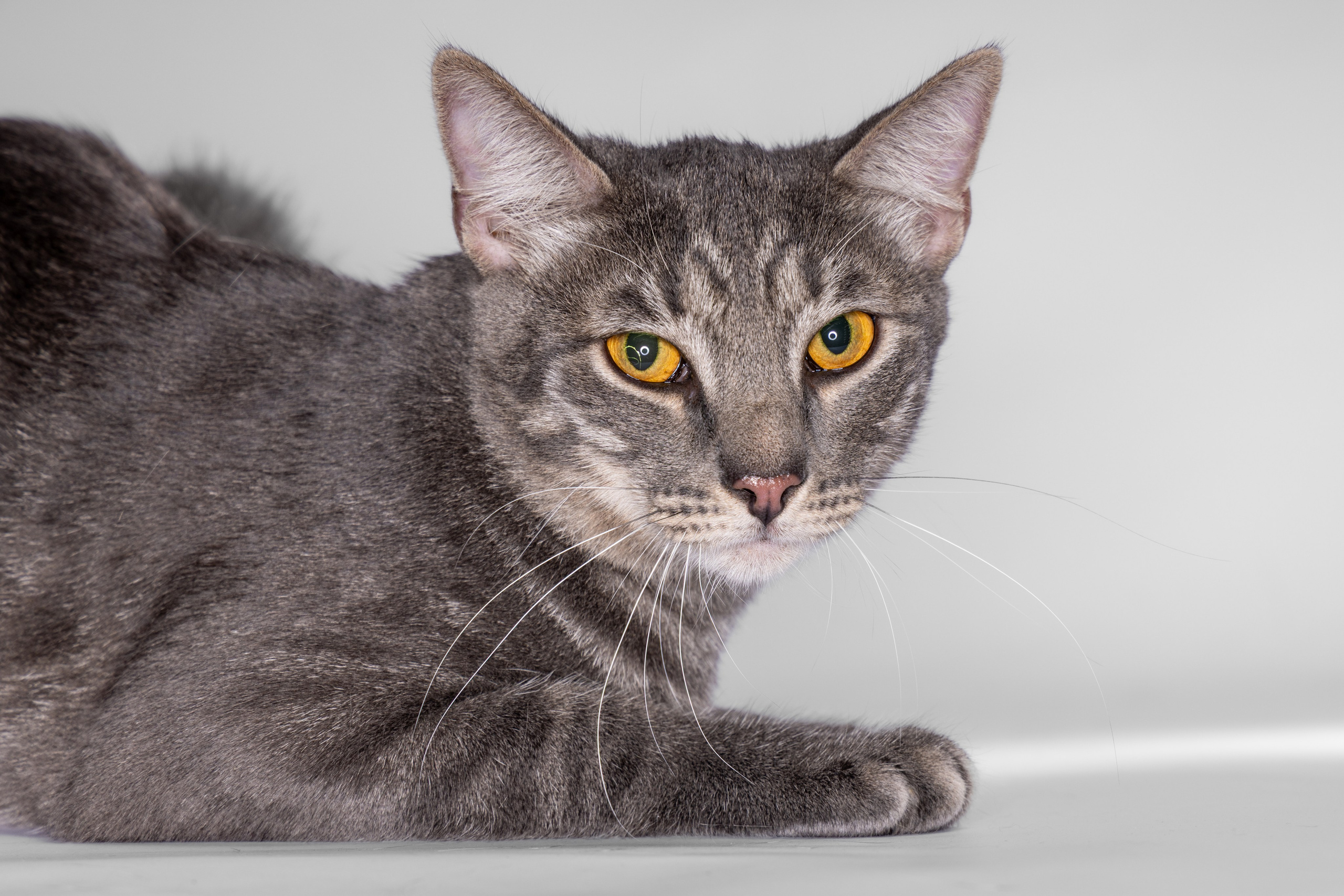 Кот Дымок в фотостудии. Фотограф Андрей Зикеев, фотостудия AzArt Studio в Москве