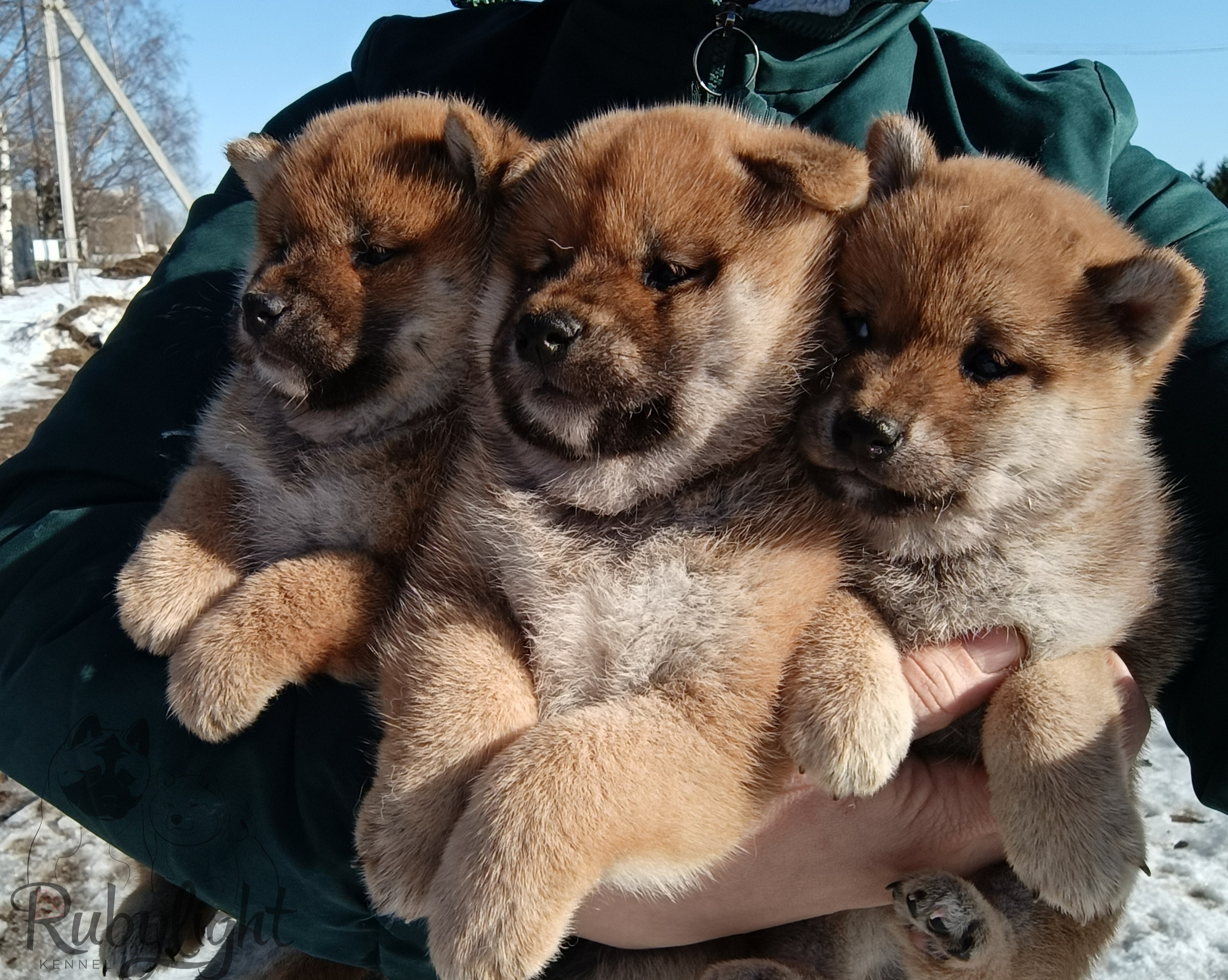 Сиба Помёт Е питомник Рубилайт