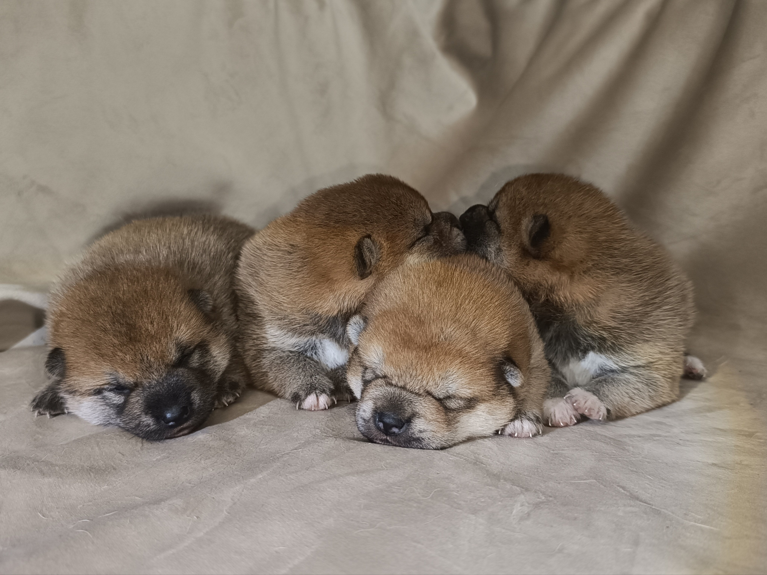 сиба питомник Рубилайт щенки на продажу rubylight  сиба щенки купить СПб Санкт-Петербург 