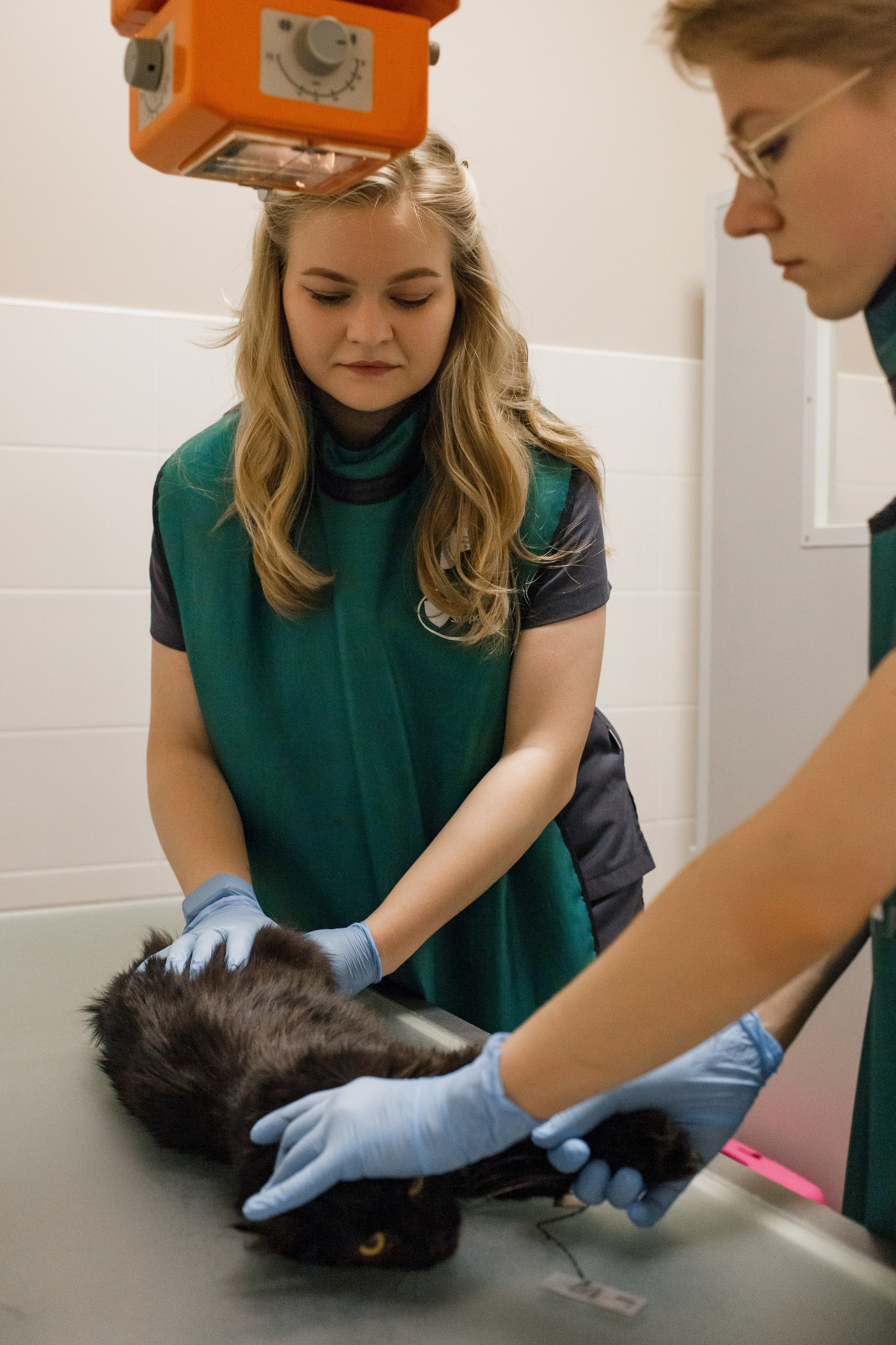 Контентная съемка для ветеринаркой клиники. КОНТЕНТ ФОТОГРАФ