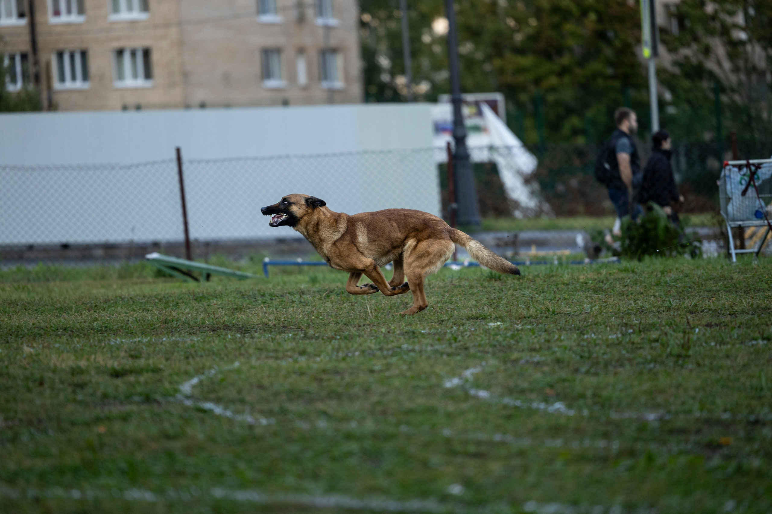 Испытания по Мондьорингу г. Пушкин. Фотограф-анималист Анна Маринич