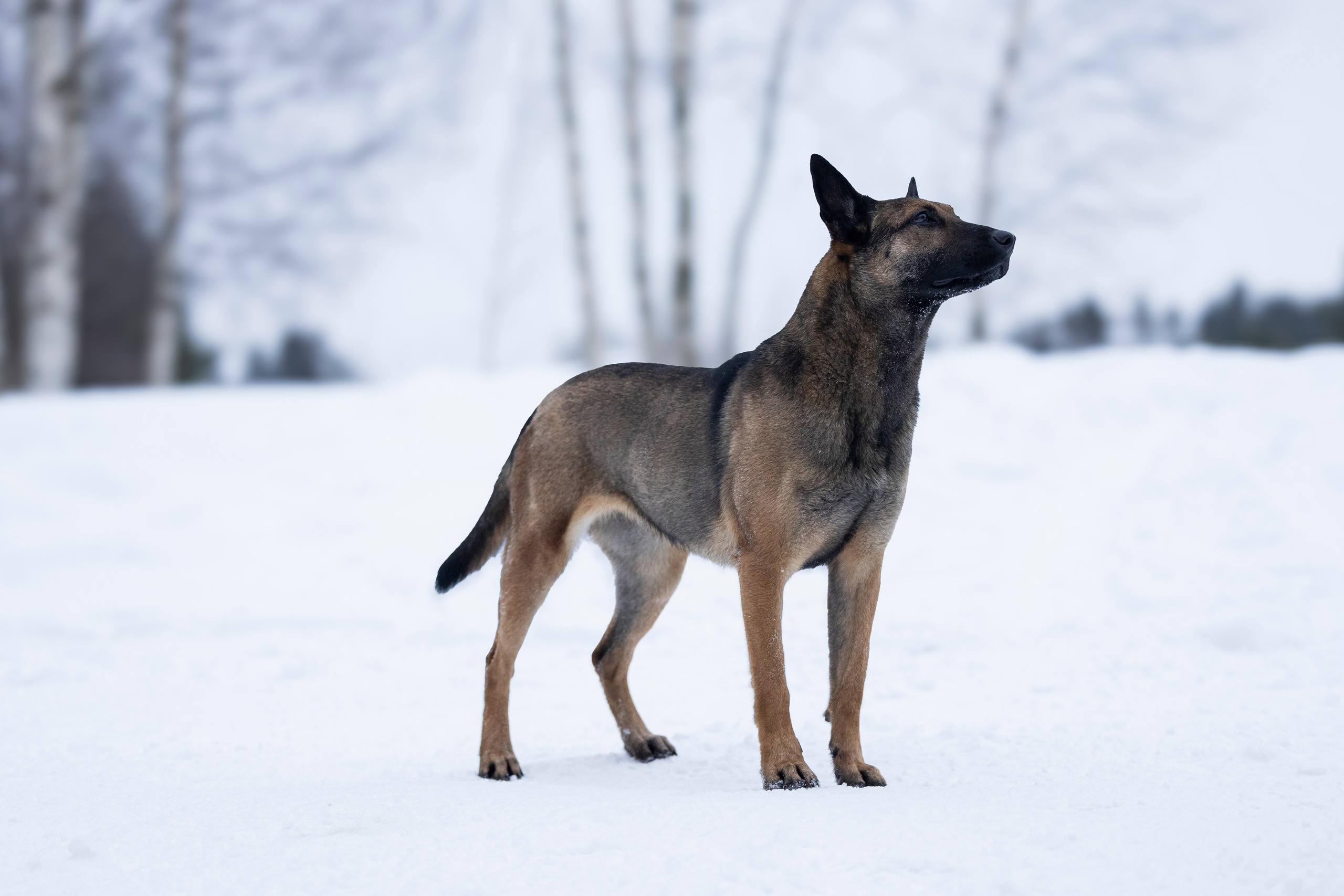 Цедра и Рики. Фотограф-анималист Анна Маринич