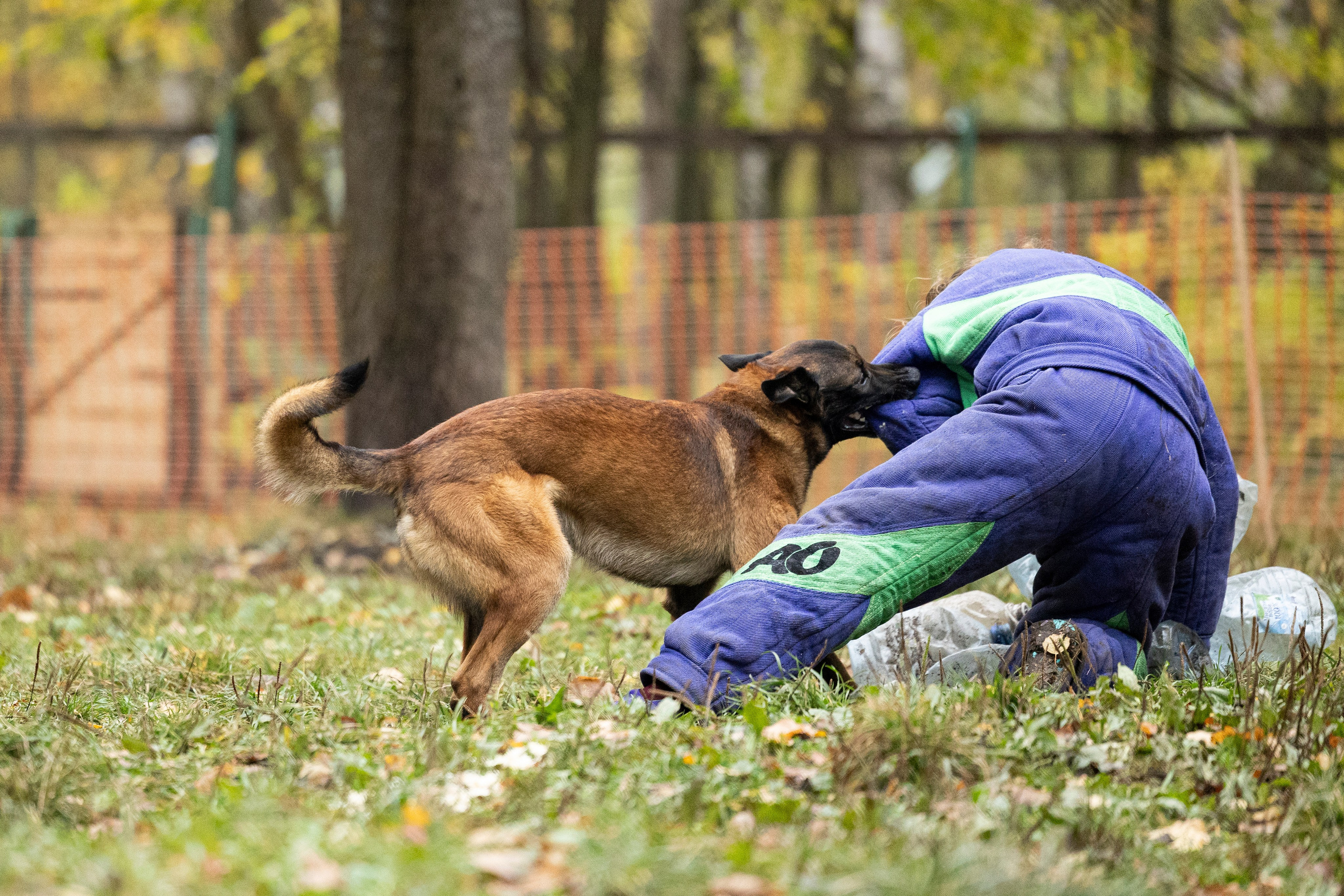 Соревнования по Мондьорингу г. Вологда. Фотограф-анималист Анна Маринич