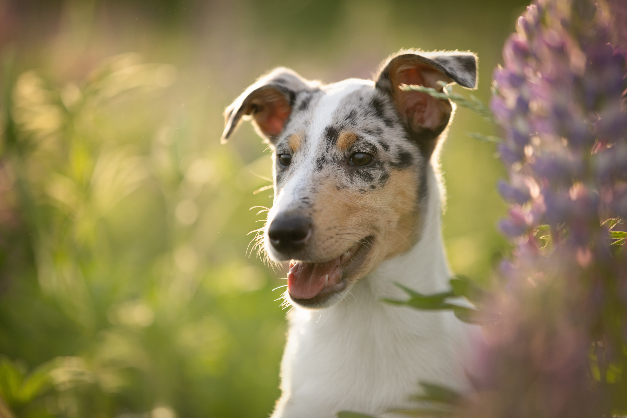 Щенок короткошерстной колли в 3 месяца на прогулке в поле. Фотограф-анималист в Москве и Московской области Татьяна Фролова