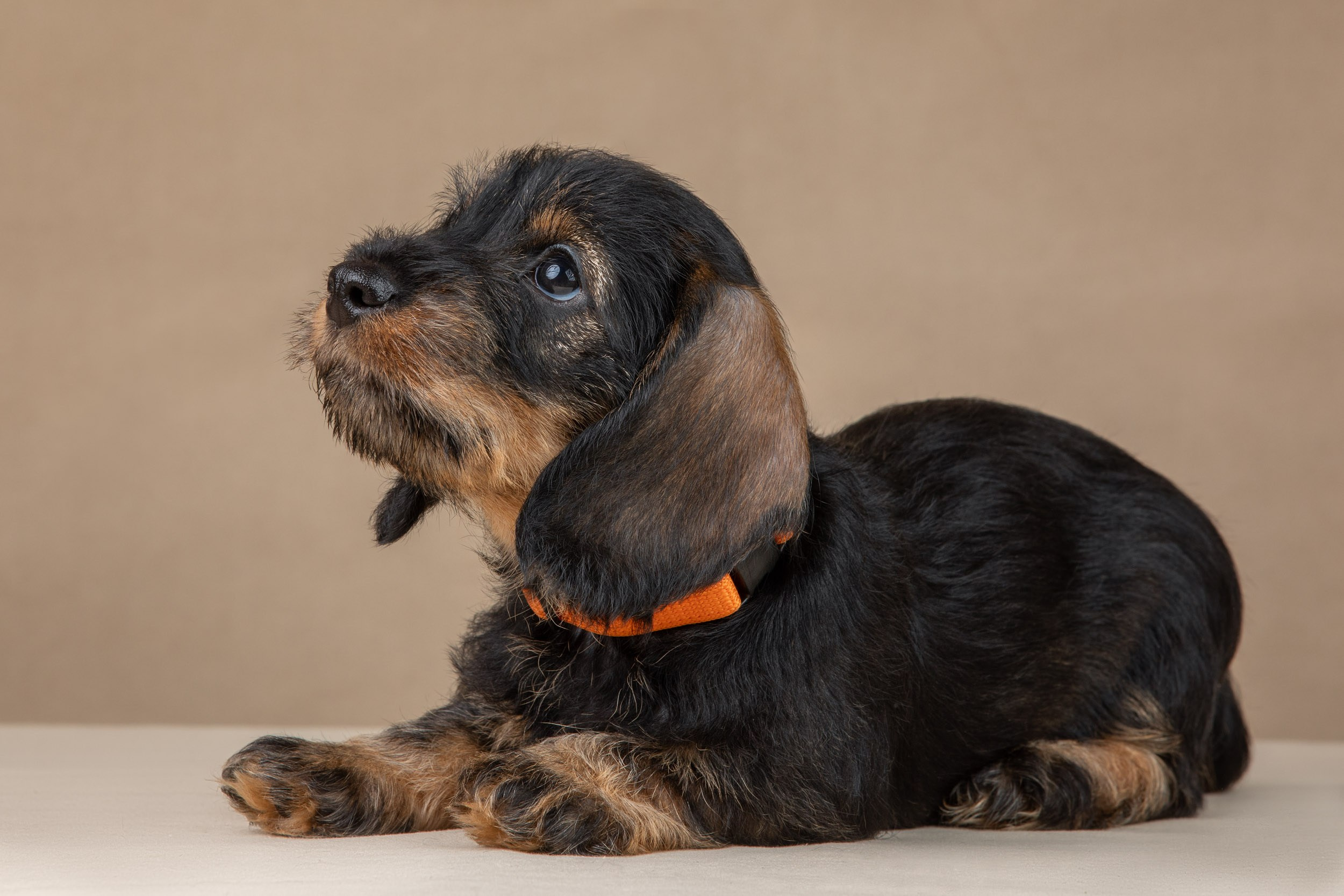Съемка щенков жесткошерстной таксы на бежевом фоне в ящике. Фотограф-анималист в Москве и Московской области Татьяна Фролова