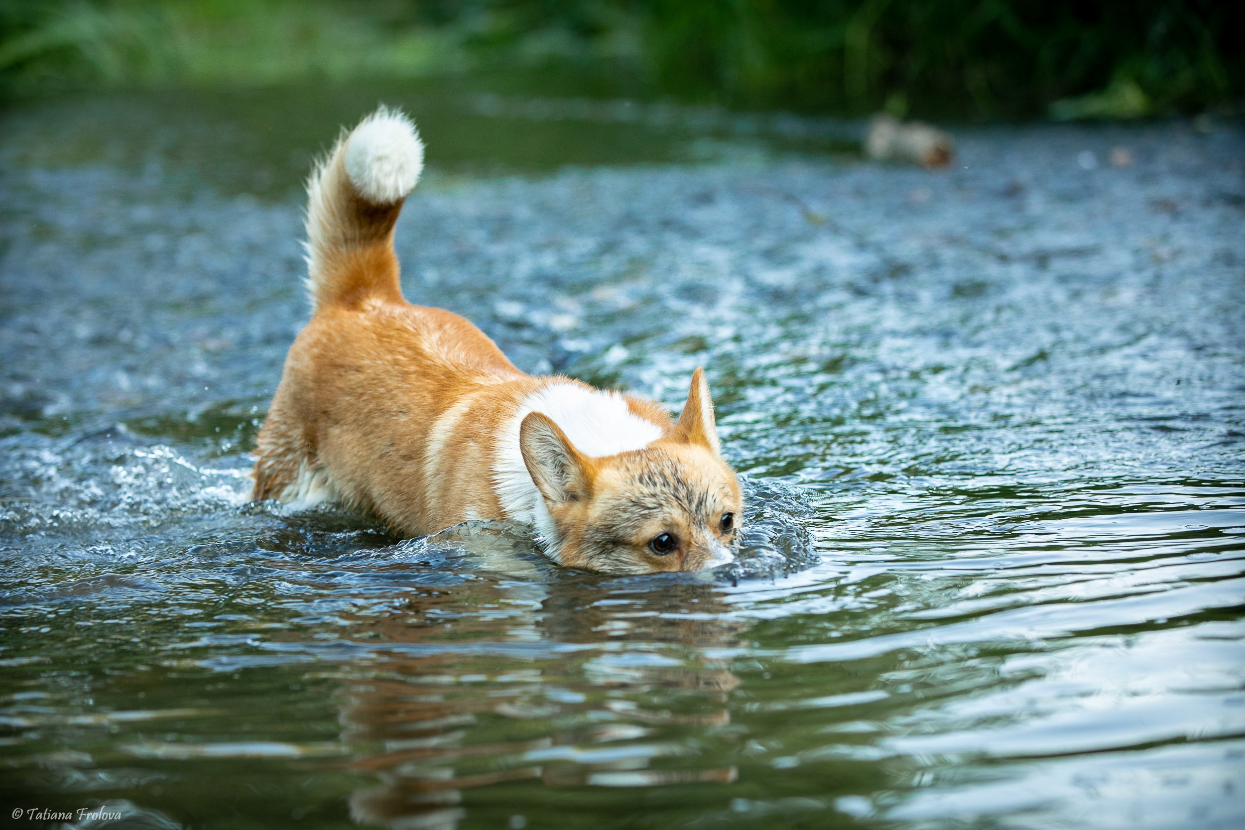 Фотографии собаки с хозяйкой в парке летним вечером. Фотограф-анималист в Москве и Московской области Татьяна Фролова